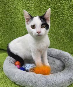 Carlie, ADOPTABLE, Young Female Domestic Short Hair.