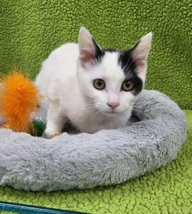 Enlarge Carlie, a ADOPTABLE Domestic Short Hair in Bucyrus, OH image 2/3