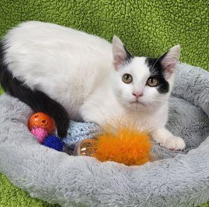 Enlarge Carlie, a ADOPTABLE Domestic Short Hair in Bucyrus, OH image 3/3