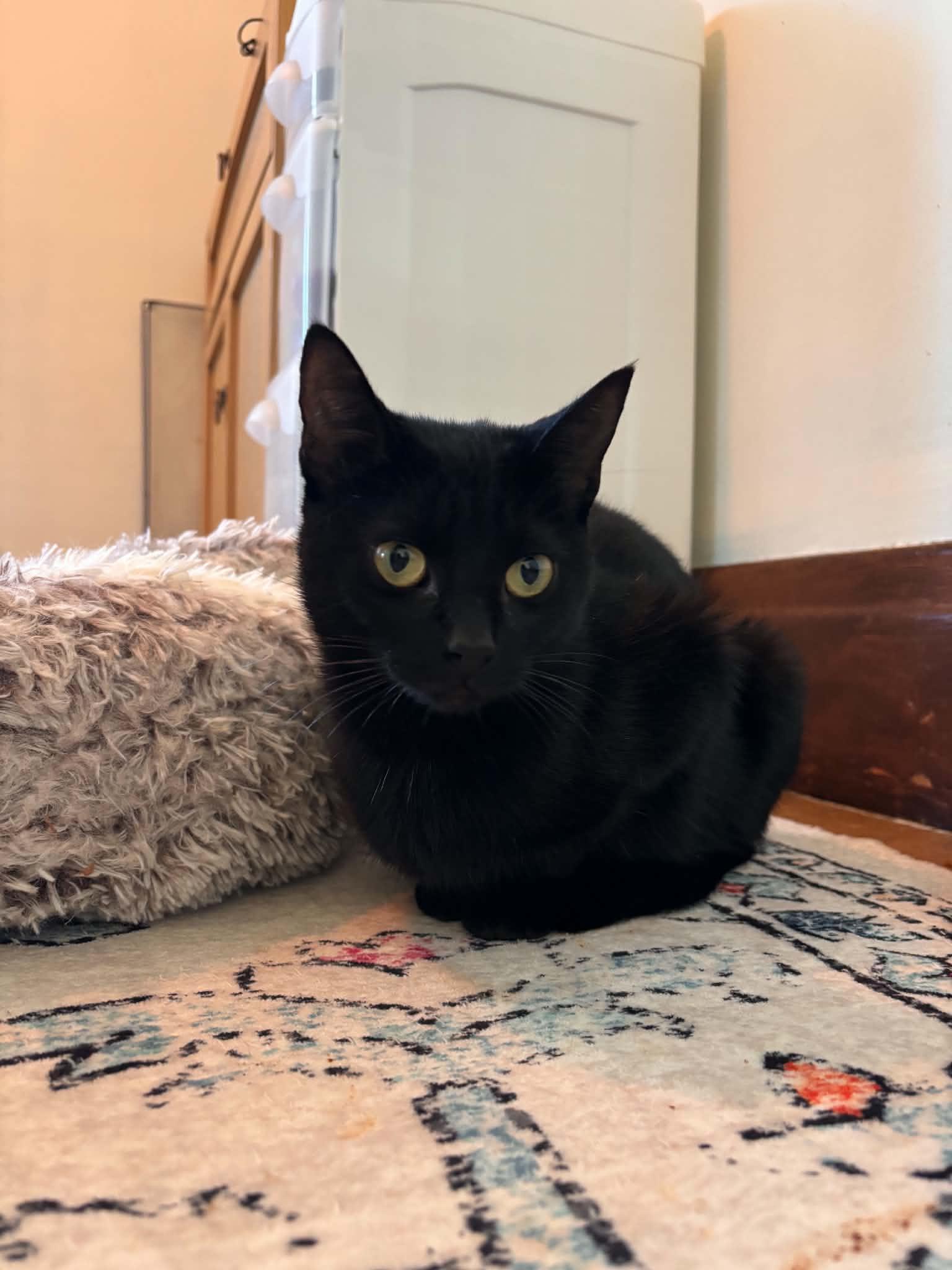 Enlarge Cindy, a Adoptable Domestic Short Hair in Buffalo, NY image 2/3