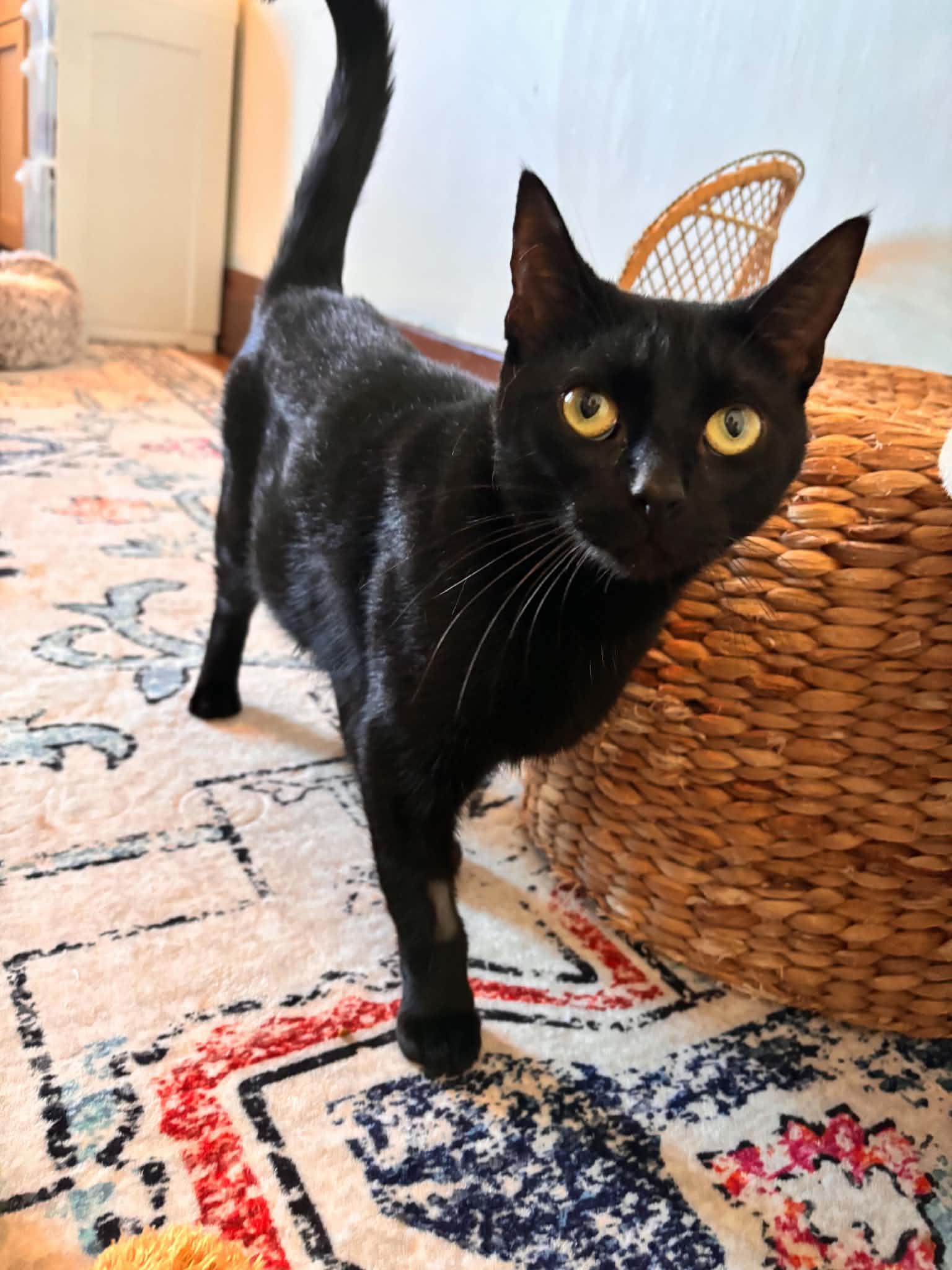Enlarge Cindy, a Adoptable Domestic Short Hair in Buffalo, NY image 1/3