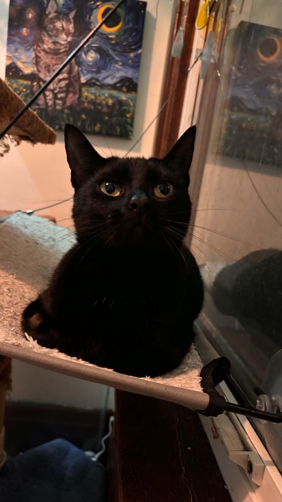 Enlarge Cindy, a Adoptable Domestic Short Hair in Buffalo, NY image 3/3
