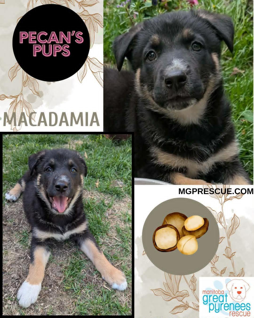 Macadamia, ADOPTABLE, Young Female Shepherd.