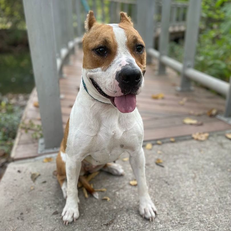 Pixie — thumbnail 3