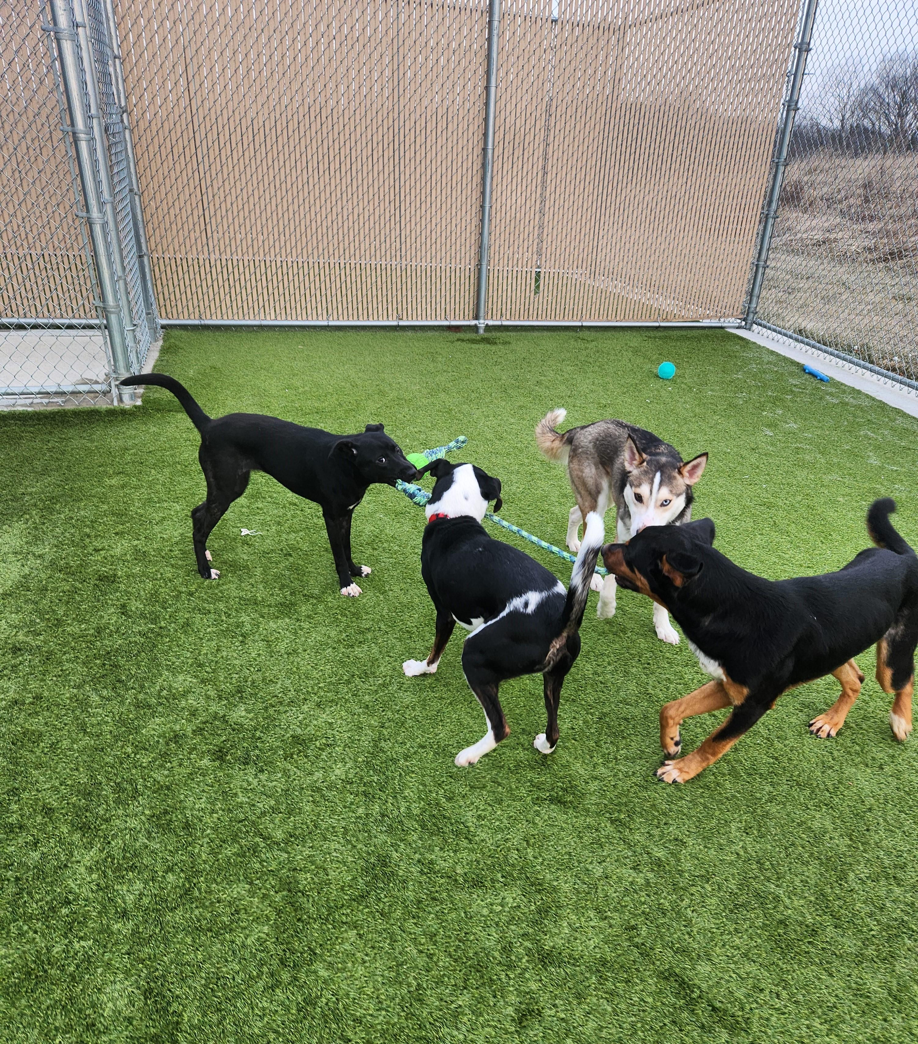 Enlarge Stevie, an adopted American Foxhound in Liberty, MO image 6/6