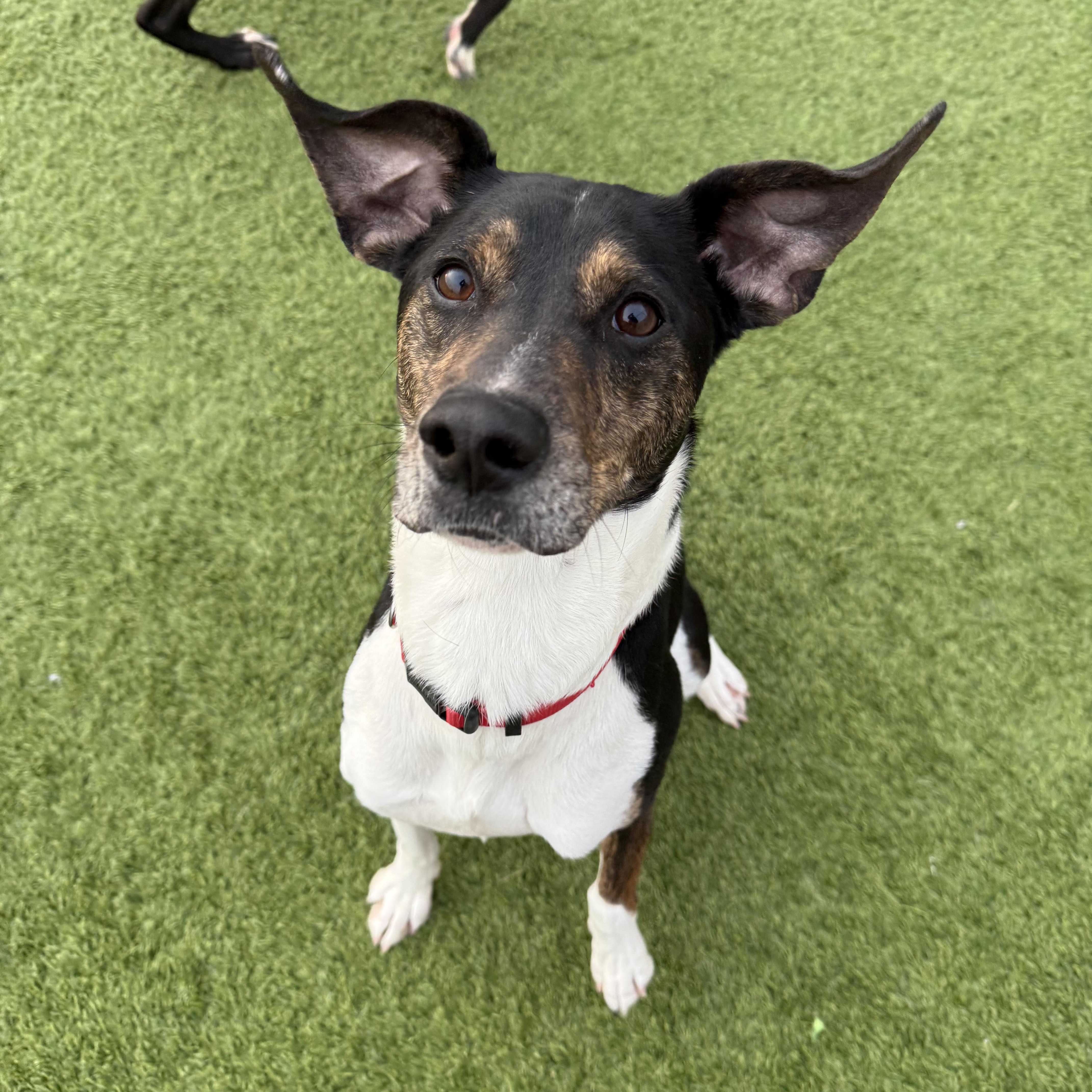 Enlarge Stevie, an adopted American Foxhound in Liberty, MO image 1/6