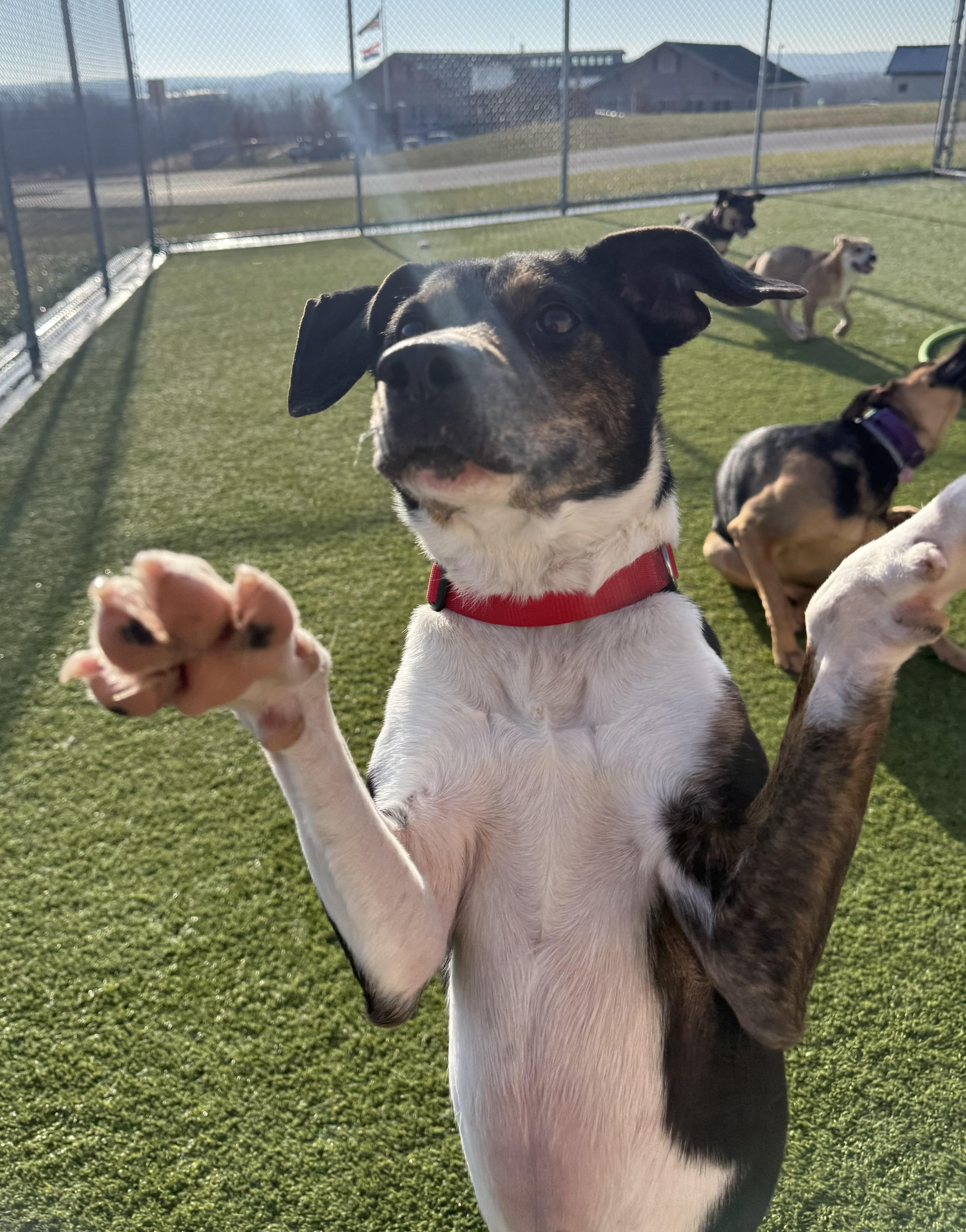 Stevie, a ADOPTABLE American Foxhound in Liberty, MO image 2/4