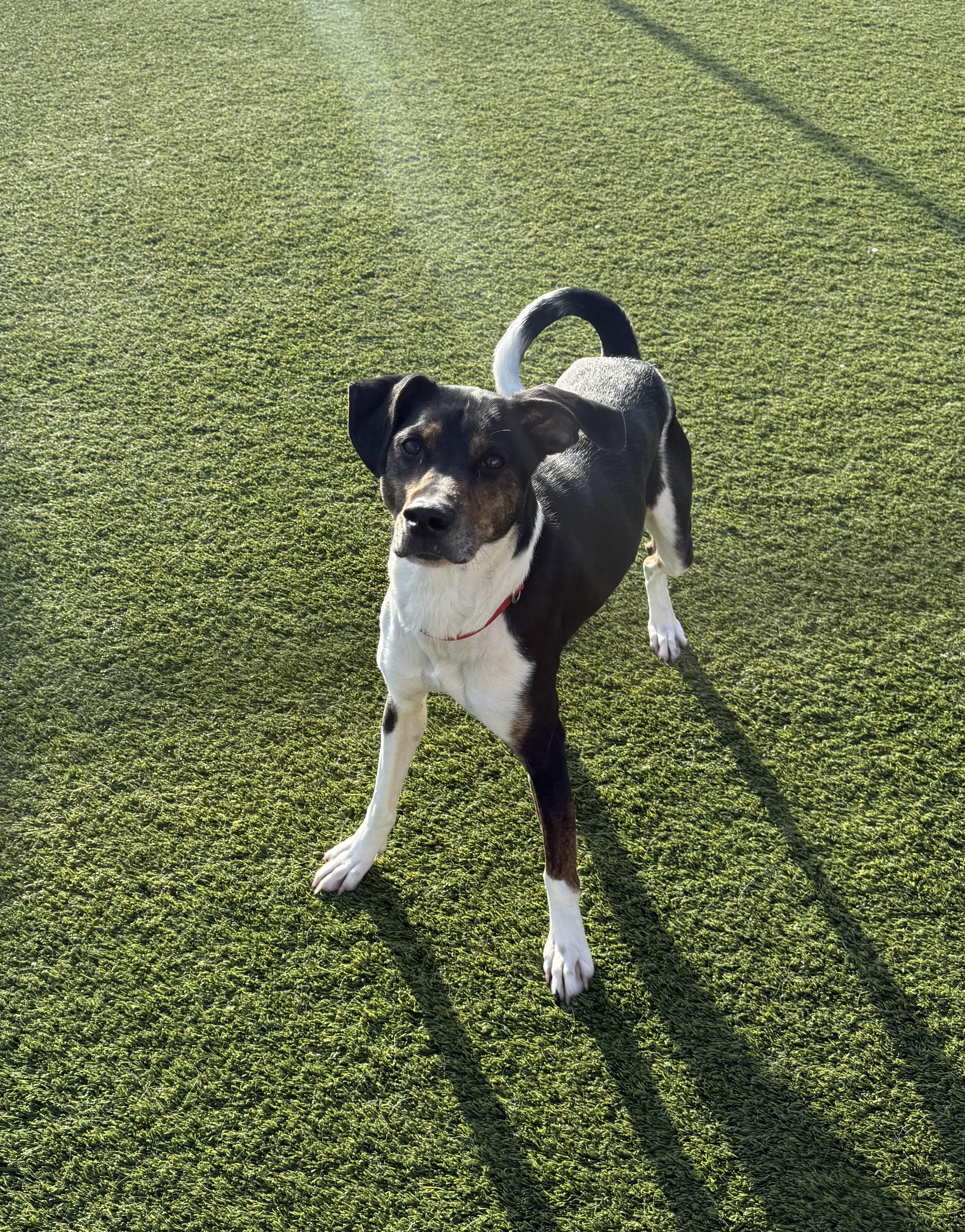 Stevie, a ADOPTABLE American Foxhound in Liberty, MO image 3/4