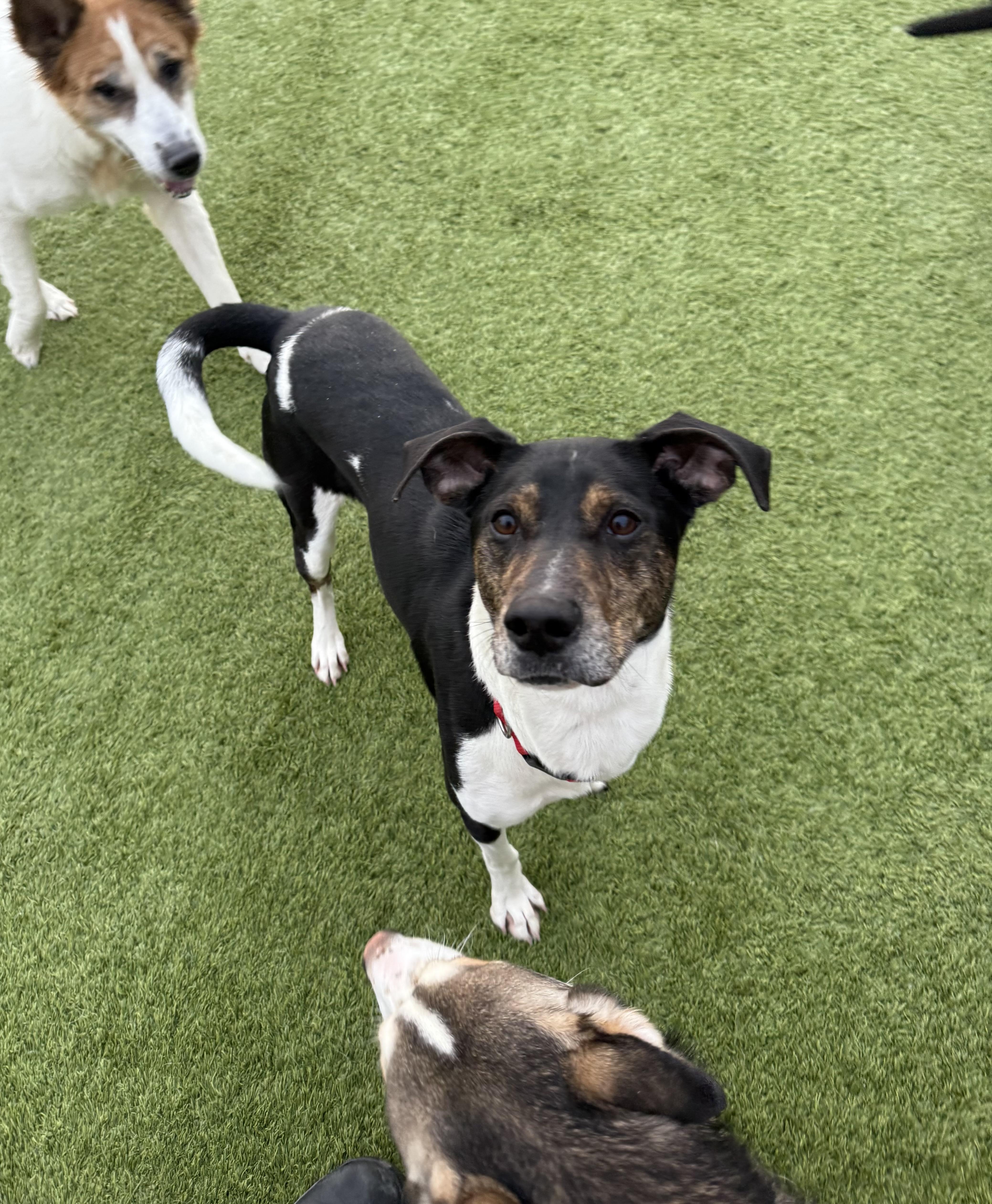 Enlarge Stevie, an adopted American Foxhound in Liberty, MO image 3/6