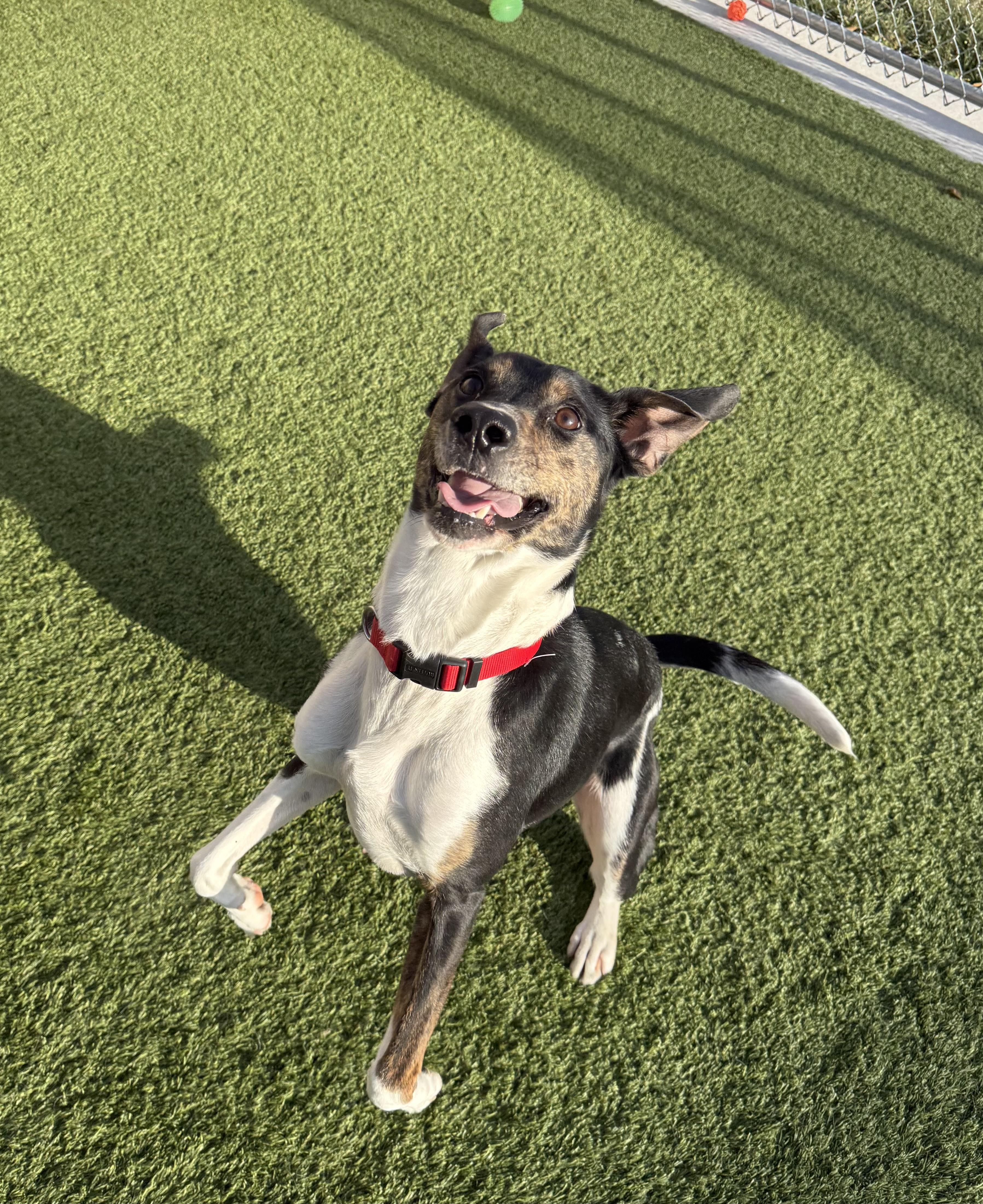 Stevie, a ADOPTABLE American Foxhound in Liberty, MO image 4/4