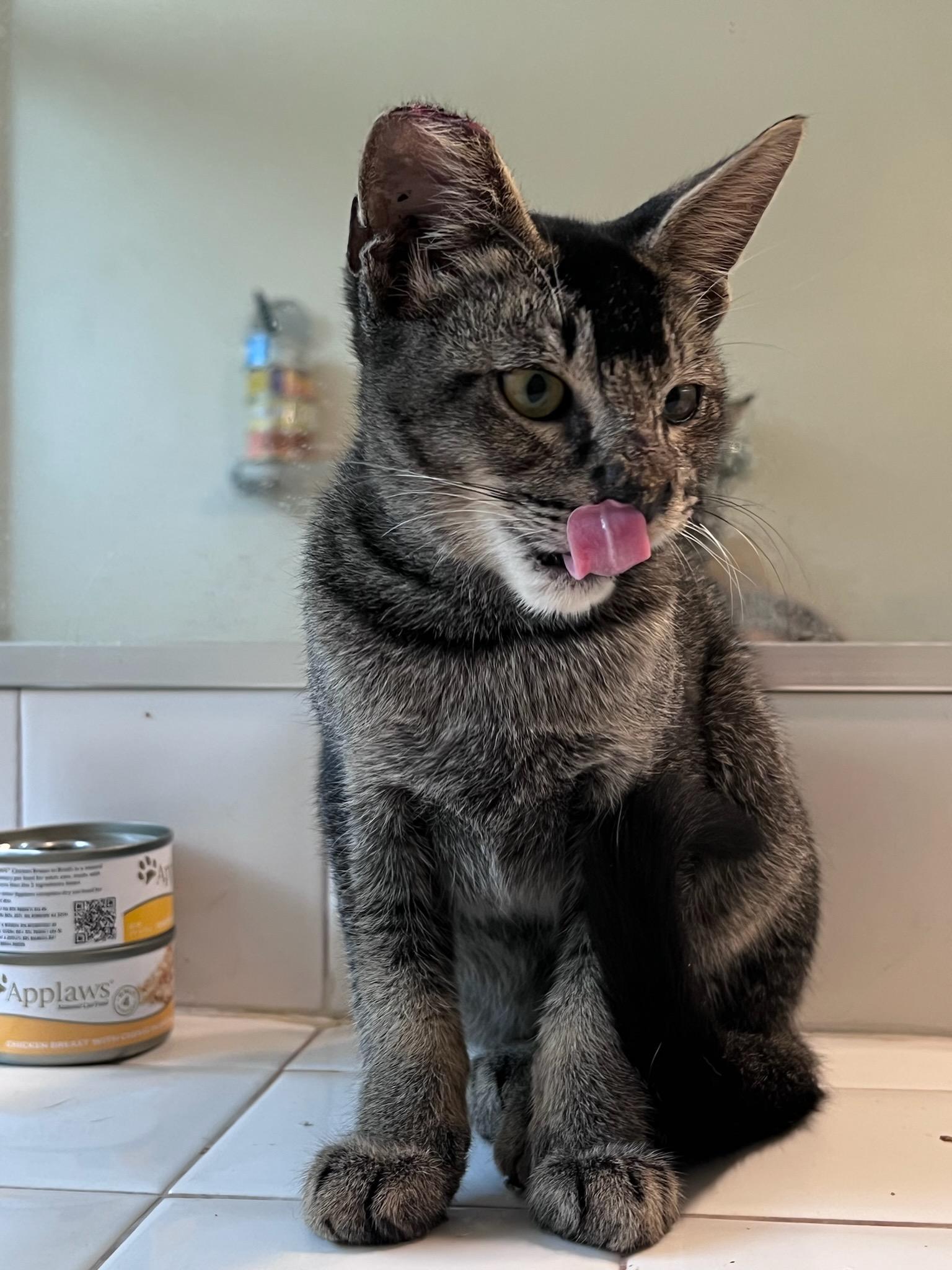 Enlarge Arby, an adopted Abyssinian in Buena Park, CA image 1/3