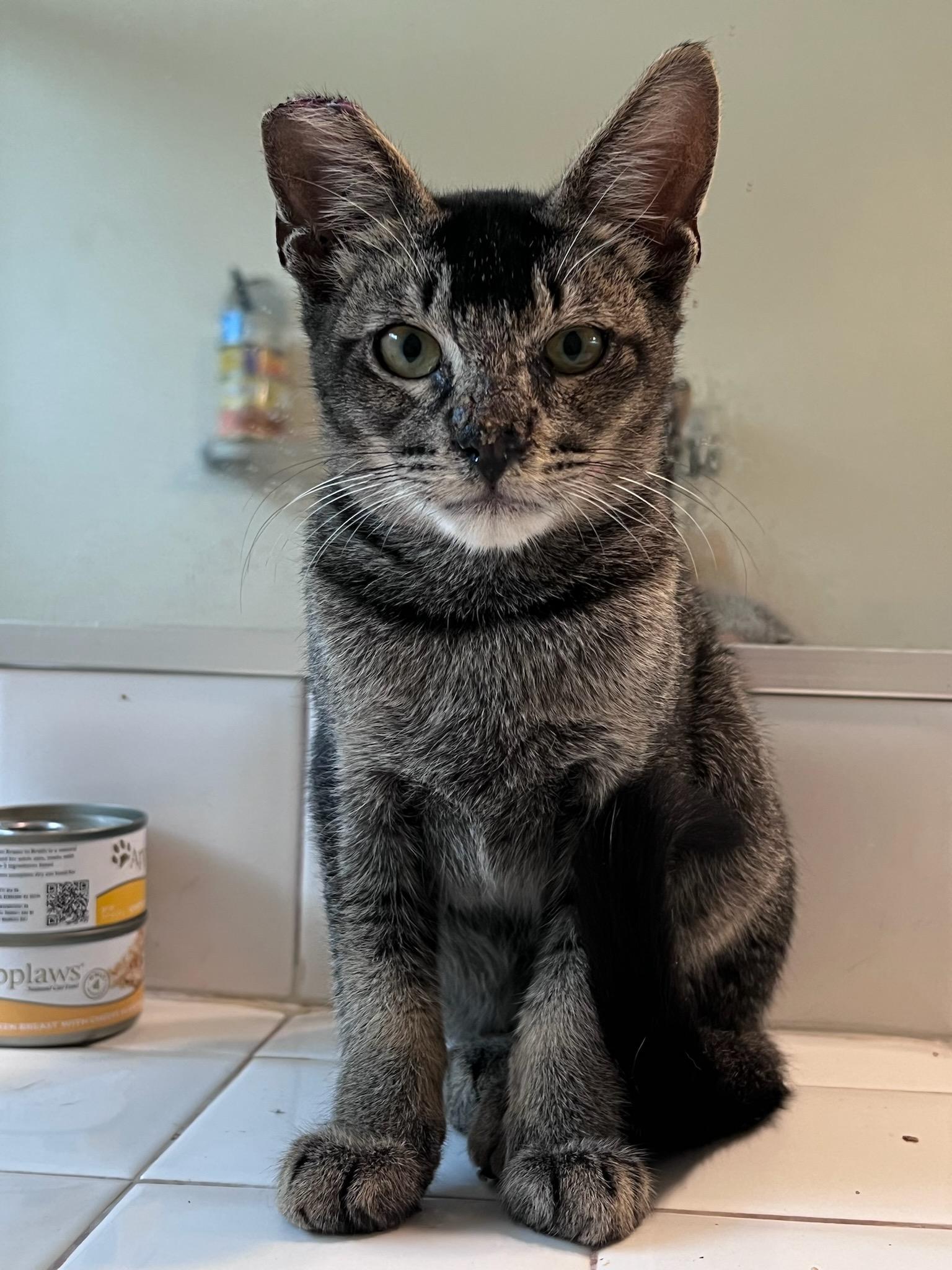 Enlarge Arby, an adopted Abyssinian in Buena Park, CA image 2/3