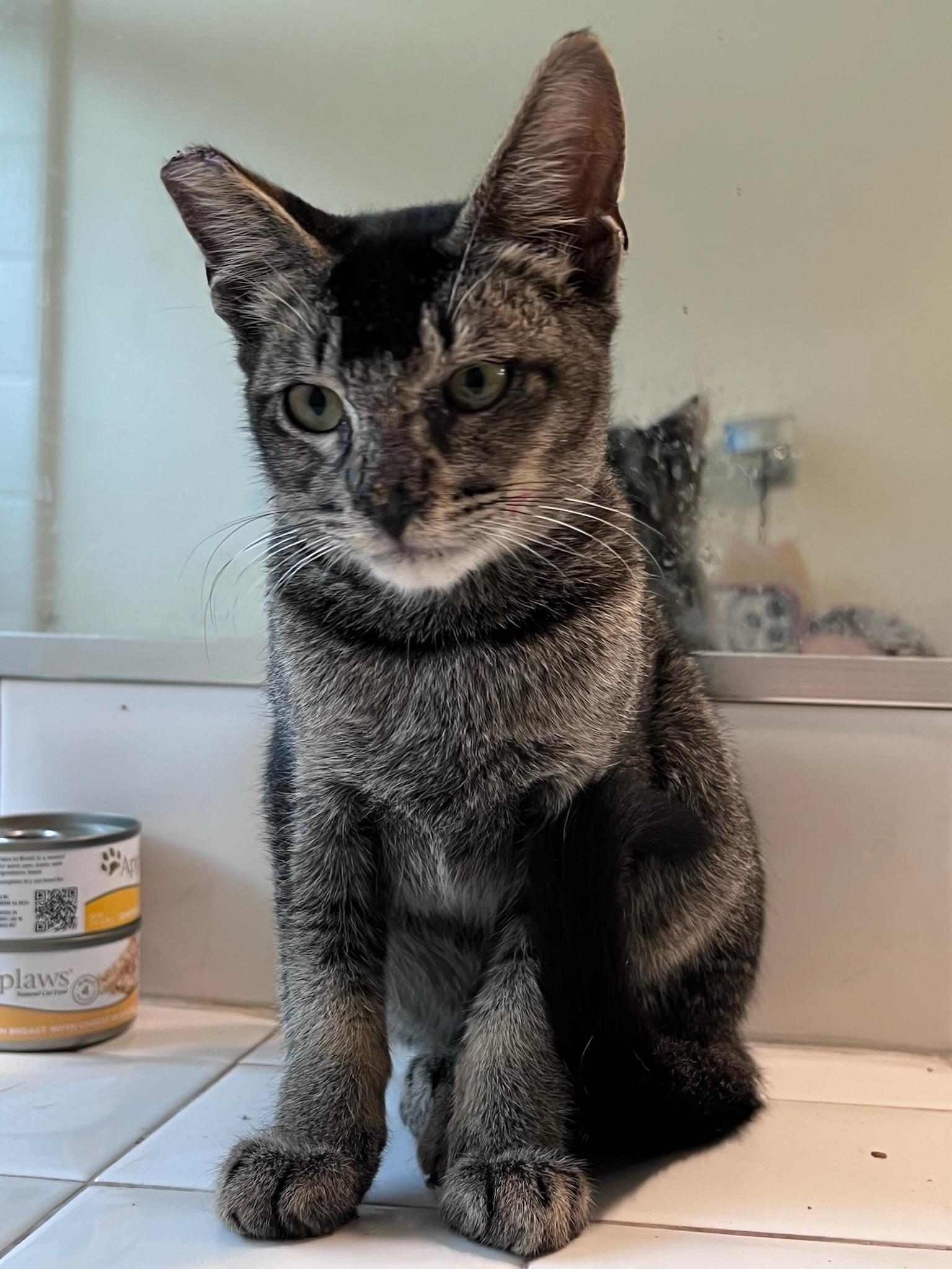 Enlarge Arby, an adopted Abyssinian in Buena Park, CA image 3/3