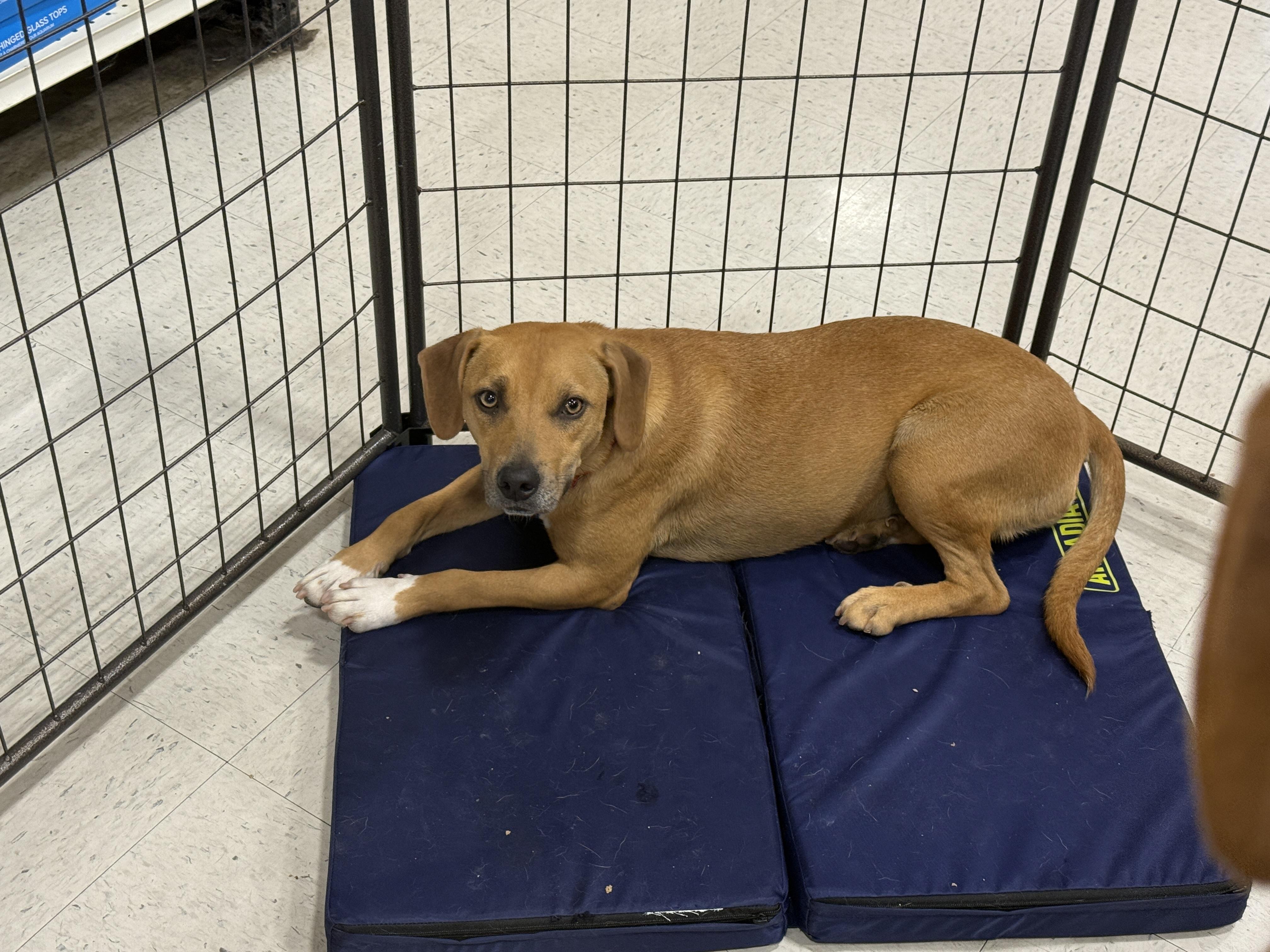 Harlow, an adoptable American Staffordshire Terrier, Spitz in Erin, TN, 37061 | Photo Image 1