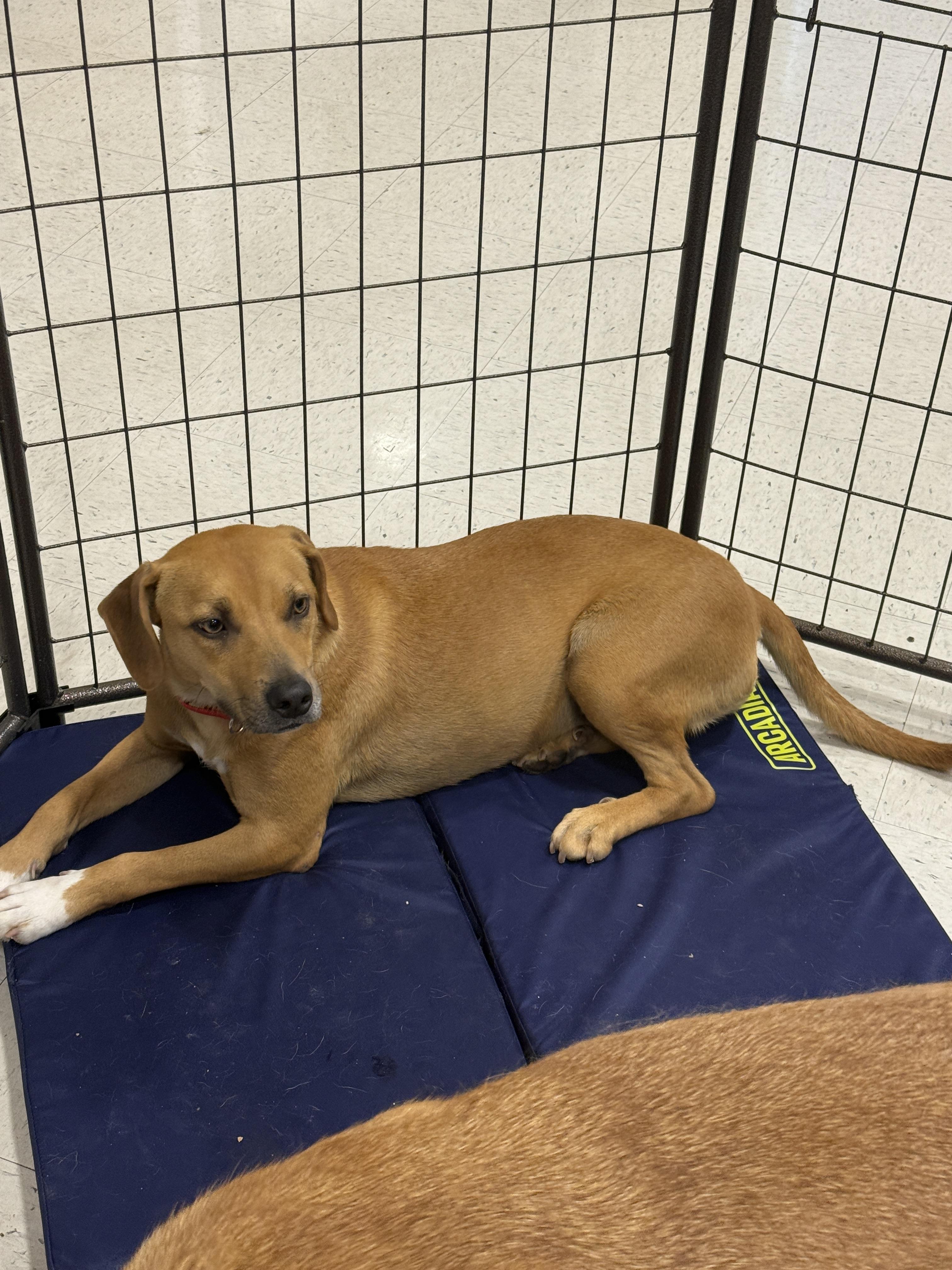 Harlow, an adoptable American Staffordshire Terrier, Spitz in Erin, TN, 37061 | Photo Image 2