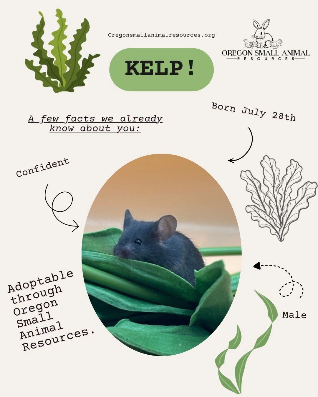 Enlarge Kelp, a ADOPTABLE Mouse in Springfield, OR image 1/1