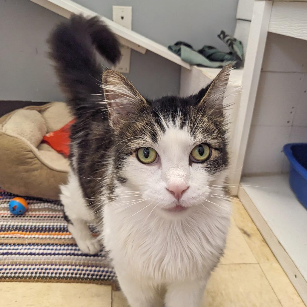 Cavalier -Eureka Petsense, Adoptable, Adult Male Domestic Long Hair.