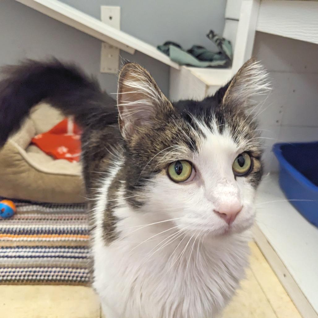 Enlarge Cavalier -Eureka Petsense, a Adoptable Domestic Long Hair in Union, MO image 3/4