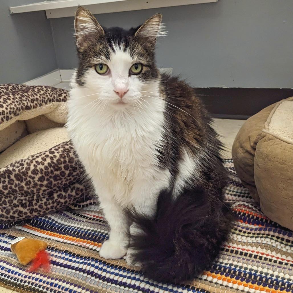 Enlarge Cavalier -Eureka Petsense, a Adoptable Domestic Long Hair in Union, MO image 4/4