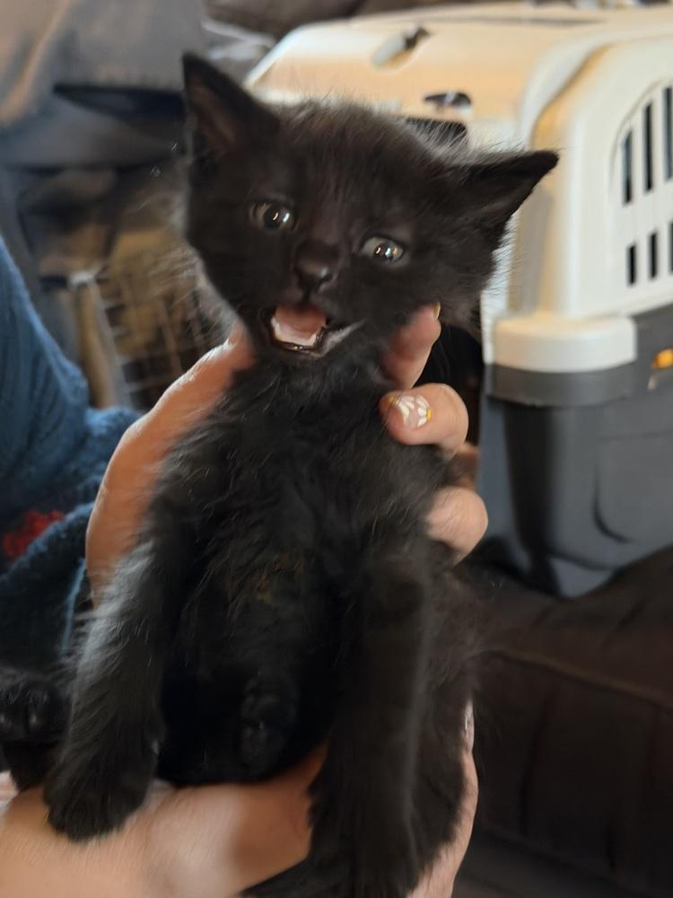 Enlarge Colin Bridgerton, a Adoptable mixed breed in Poplar Grove, IL image 1/3