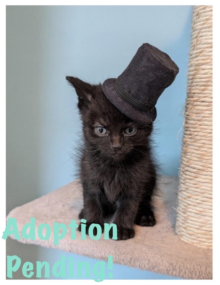 Enlarge Colin Bridgerton, a Adoptable mixed breed in Poplar Grove, IL image 3/3