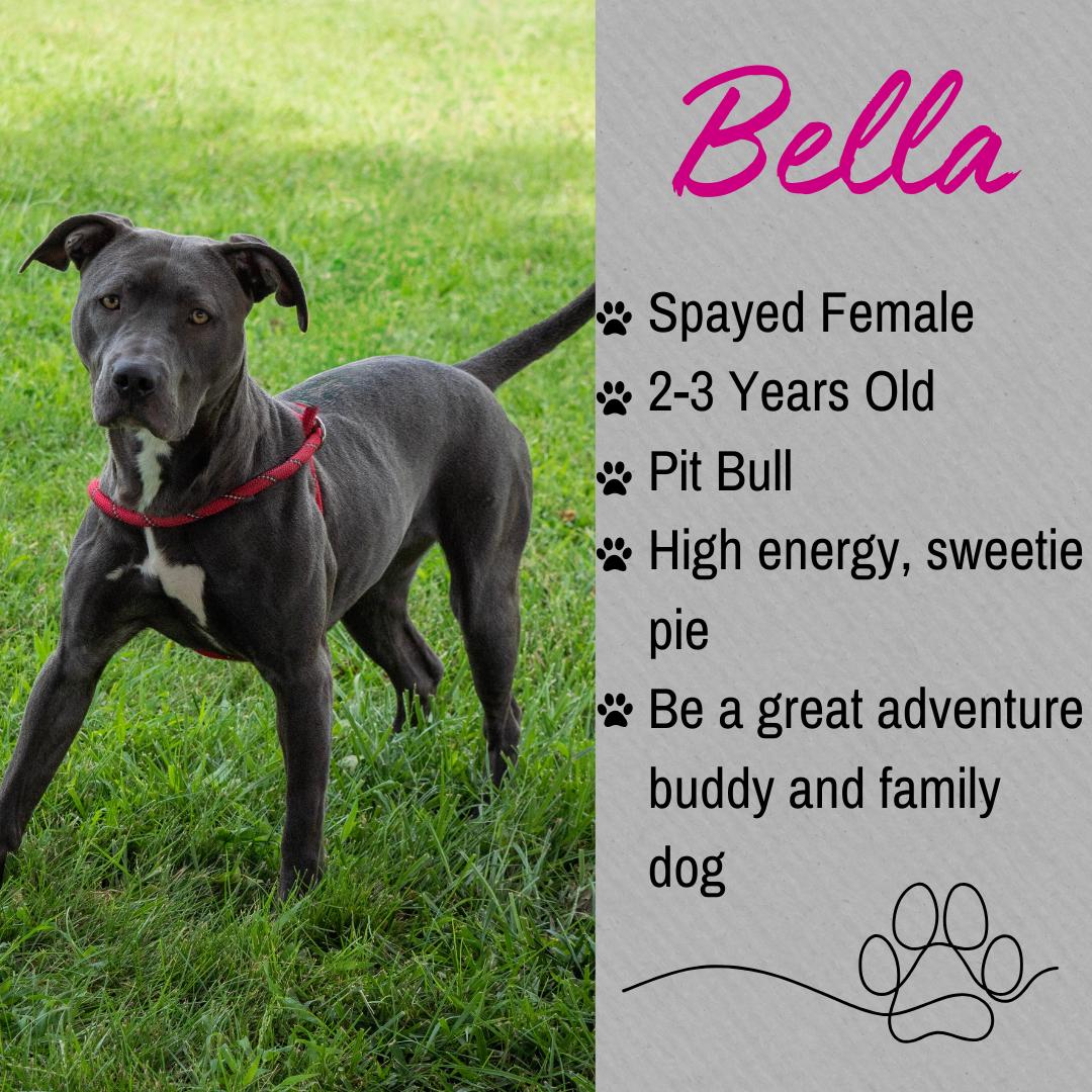 Bella, ADOPTABLE, Adult Female Pit Bull Terrier.