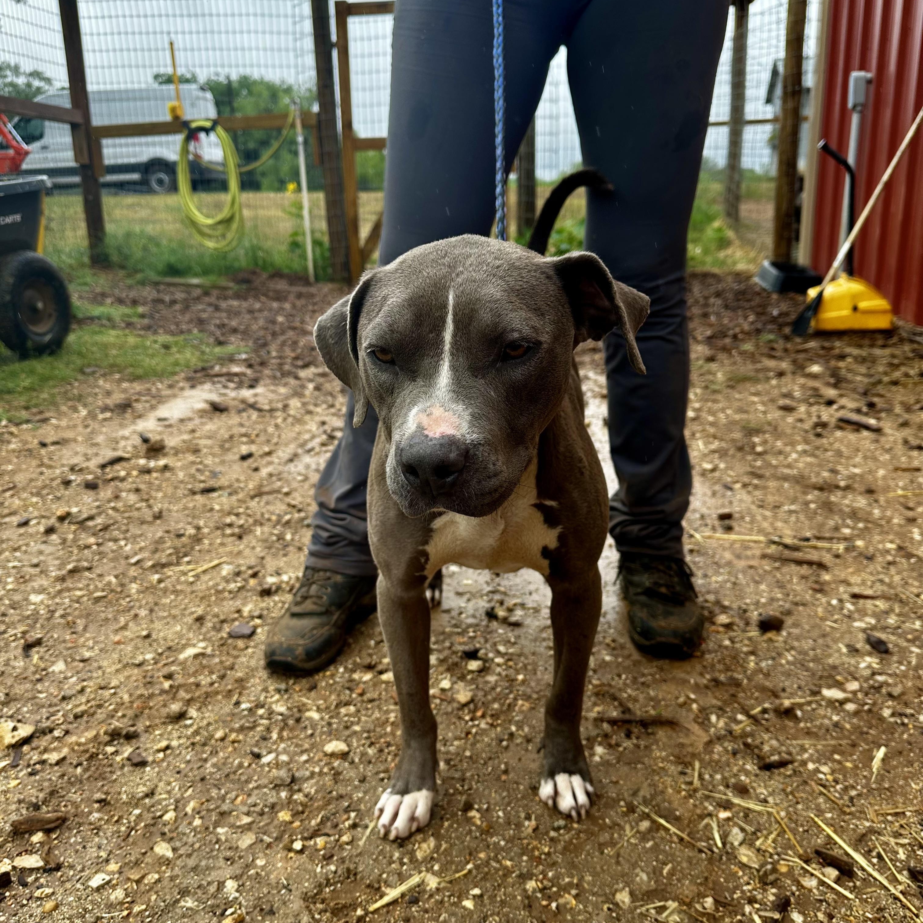 Enlarge Annabelle, a Adoptable American Staffordshire Terrier in Seguin, TX image 3/5