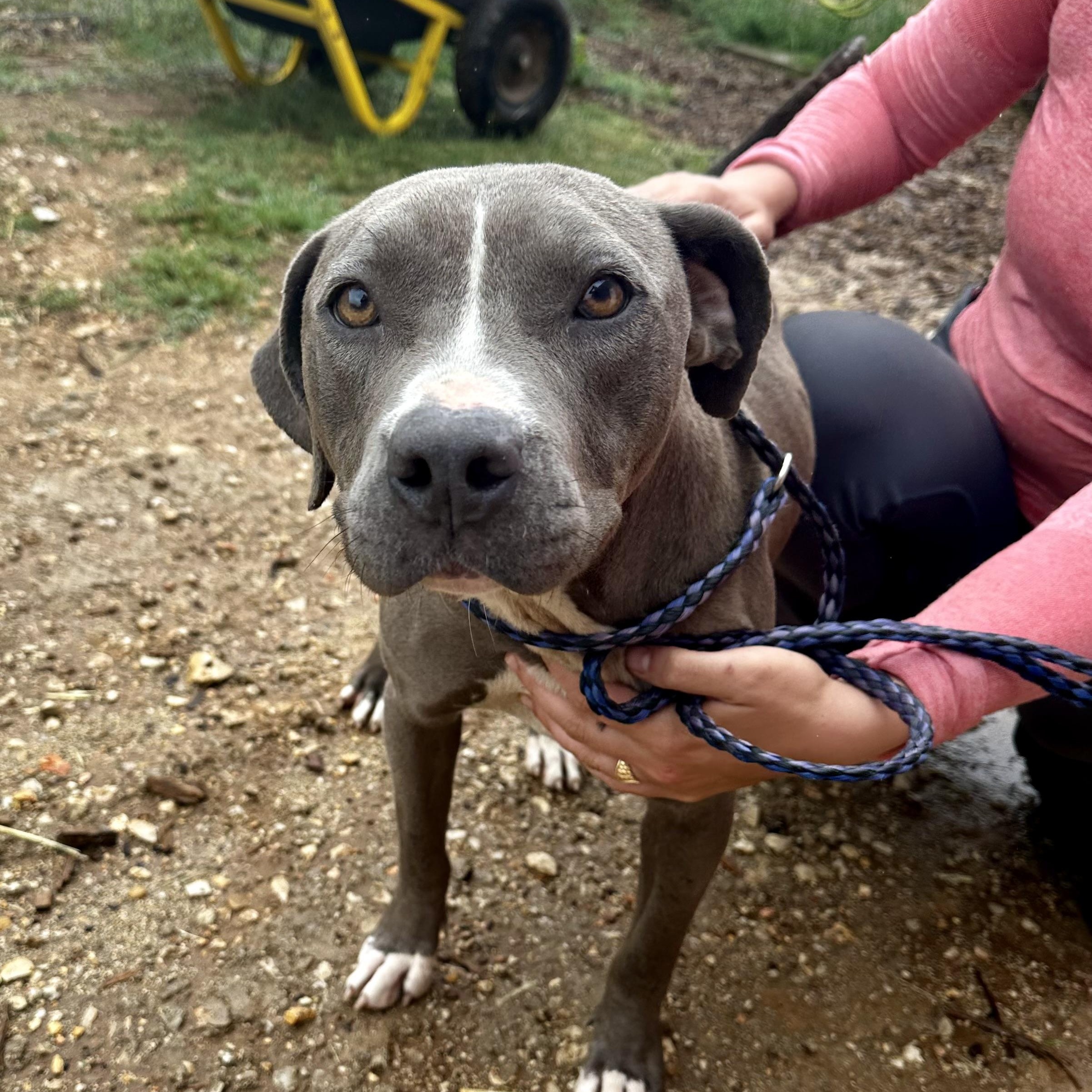 Enlarge Annabelle, a Adoptable American Staffordshire Terrier in Seguin, TX image 2/5