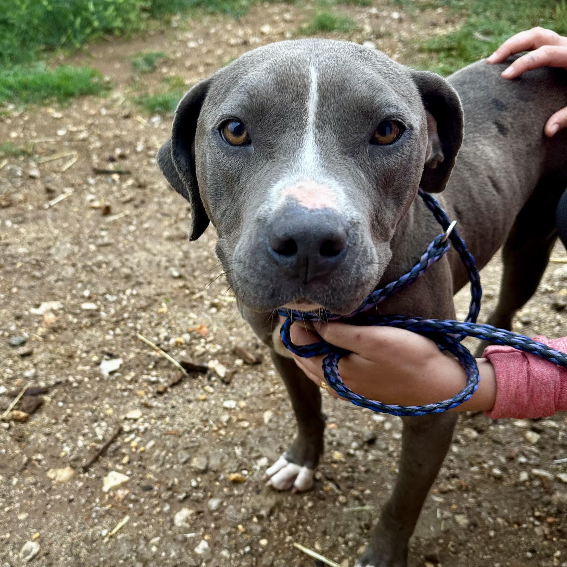 Enlarge Annabelle, a Adoptable American Staffordshire Terrier in Seguin, TX image 4/5