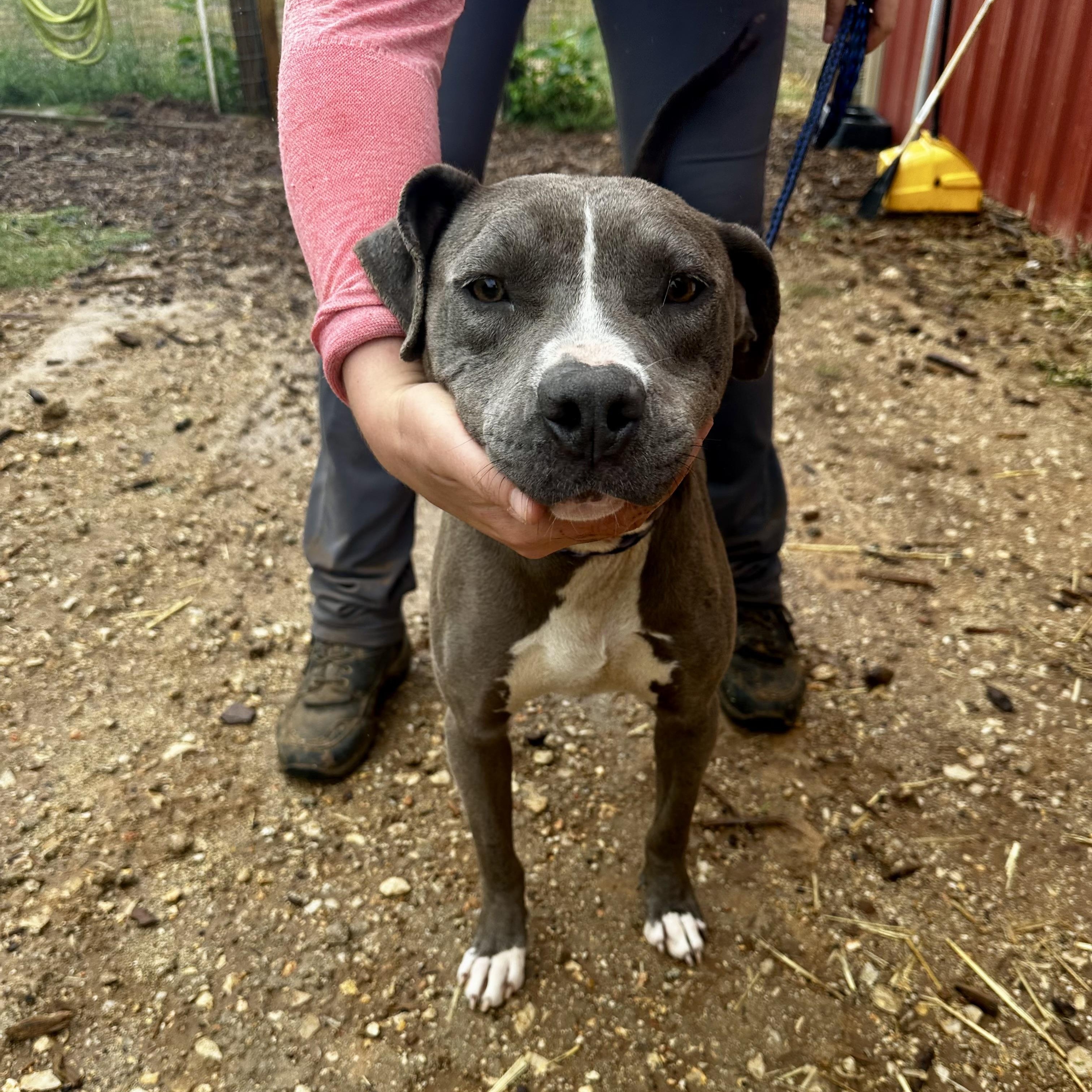 Enlarge Annabelle, a Adoptable American Staffordshire Terrier in Seguin, TX image 5/5