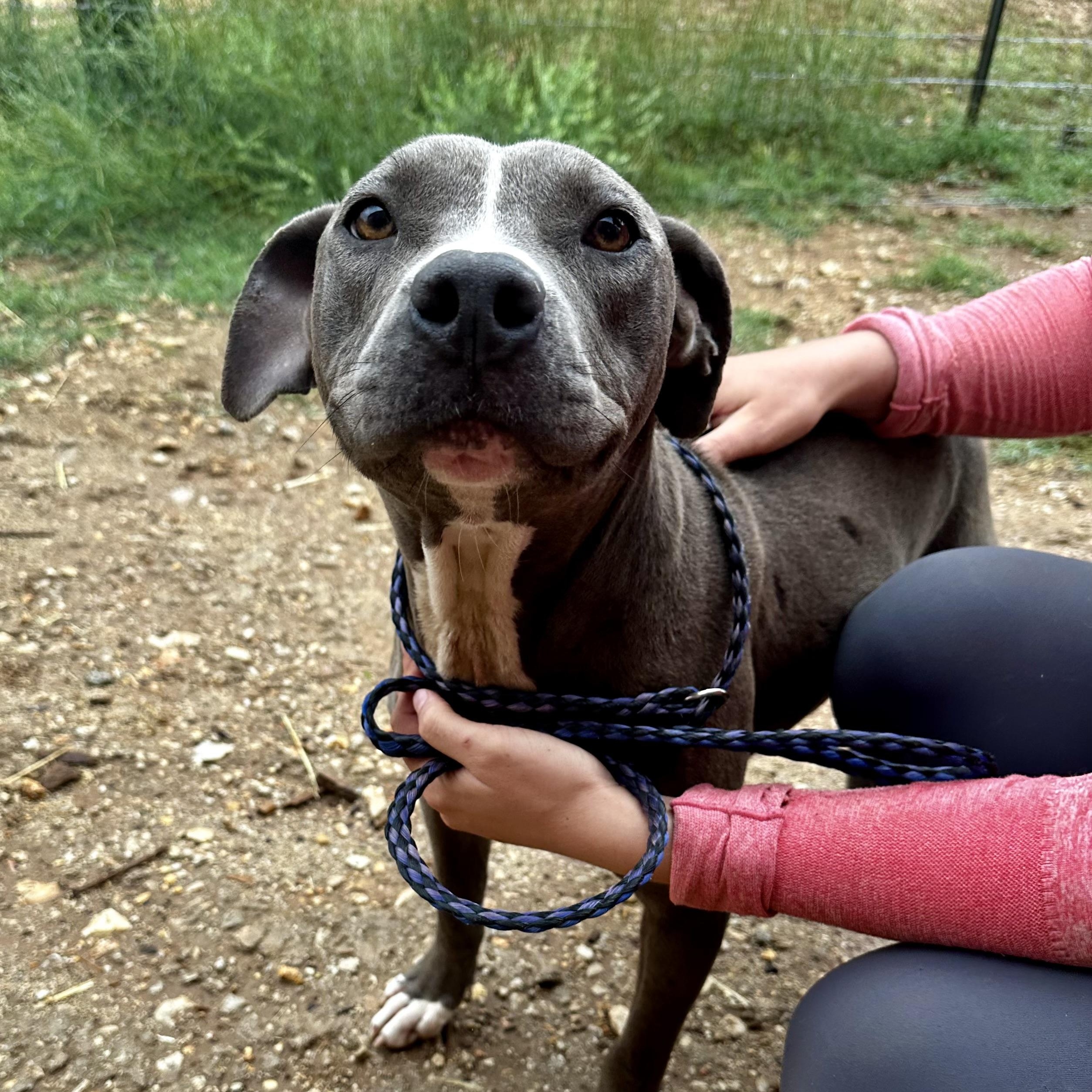 Enlarge Annabelle, a Adoptable American Staffordshire Terrier in Seguin, TX image 1/5