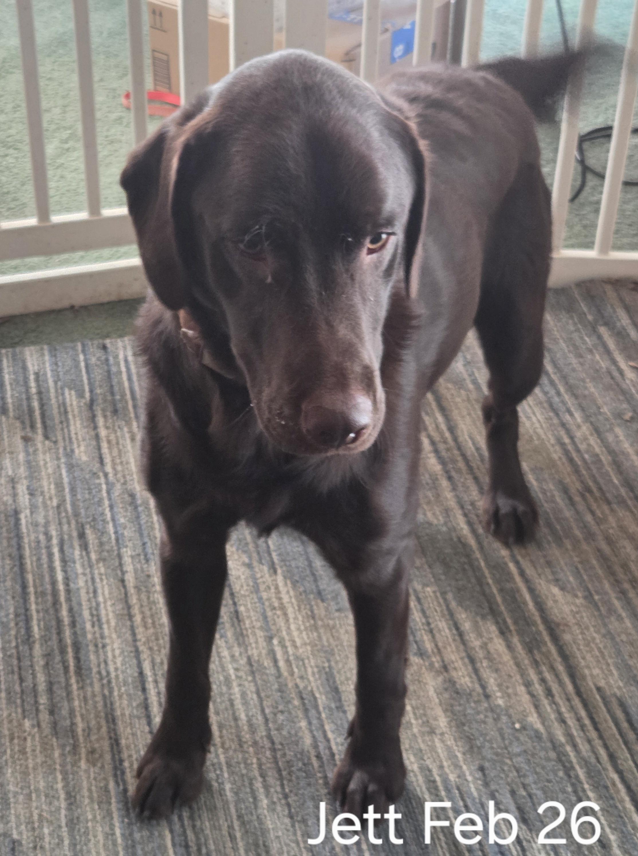 Jett, an adopted Labrador Retriever in New Franklin, OH image 3/4