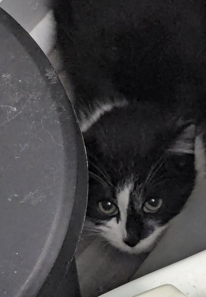 Carolina, Adoptable, Kitten Female Domestic Short Hair.