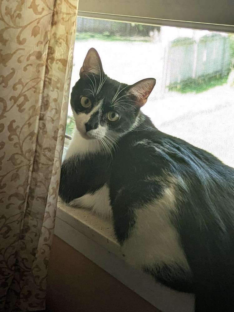 Carolina, Adoptable, Kitten Female Domestic Short Hair.