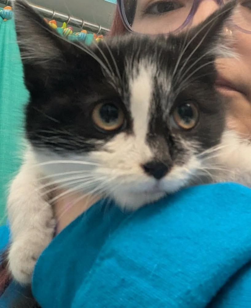 Enlarge Carolina, a Adoptable mixed breed in Poplar Grove, IL image 2/2