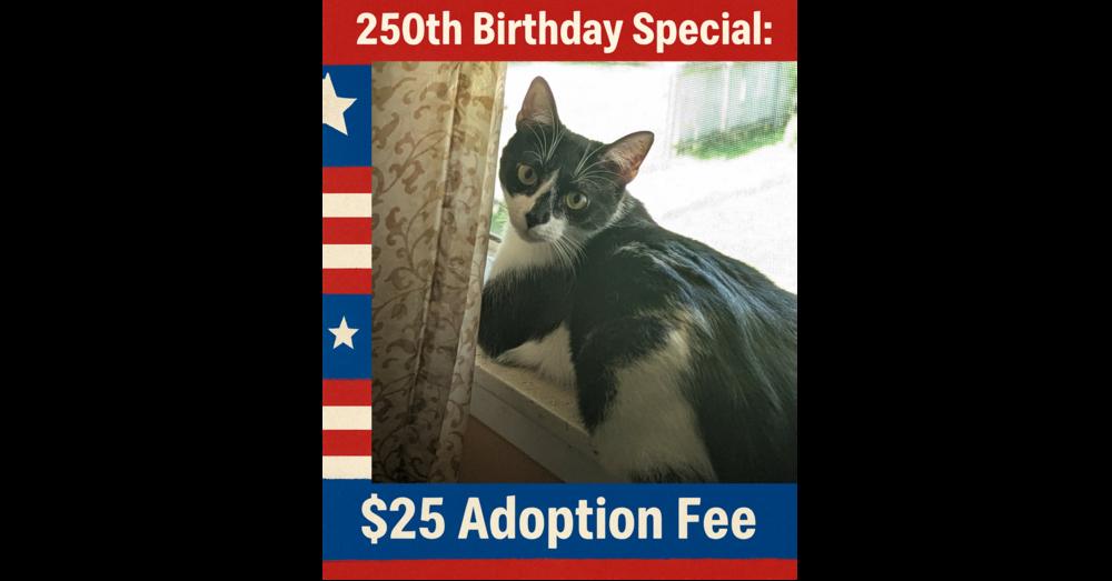 Enlarge Carolina, a Adoptable mixed breed in Poplar Grove, IL image 2/2