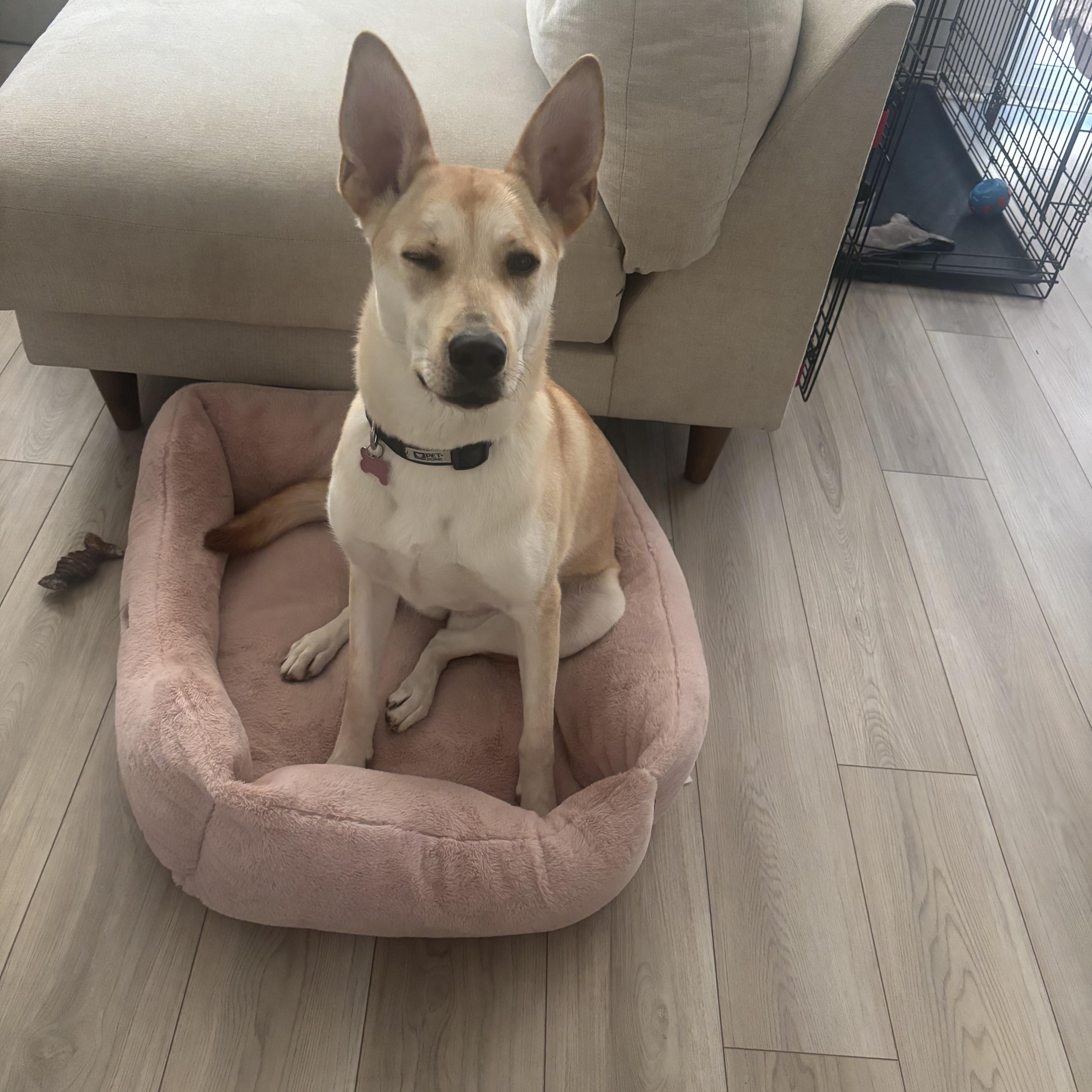 Dixie, a Adoptable mixed breed in Carlsbad, CA image 3/3