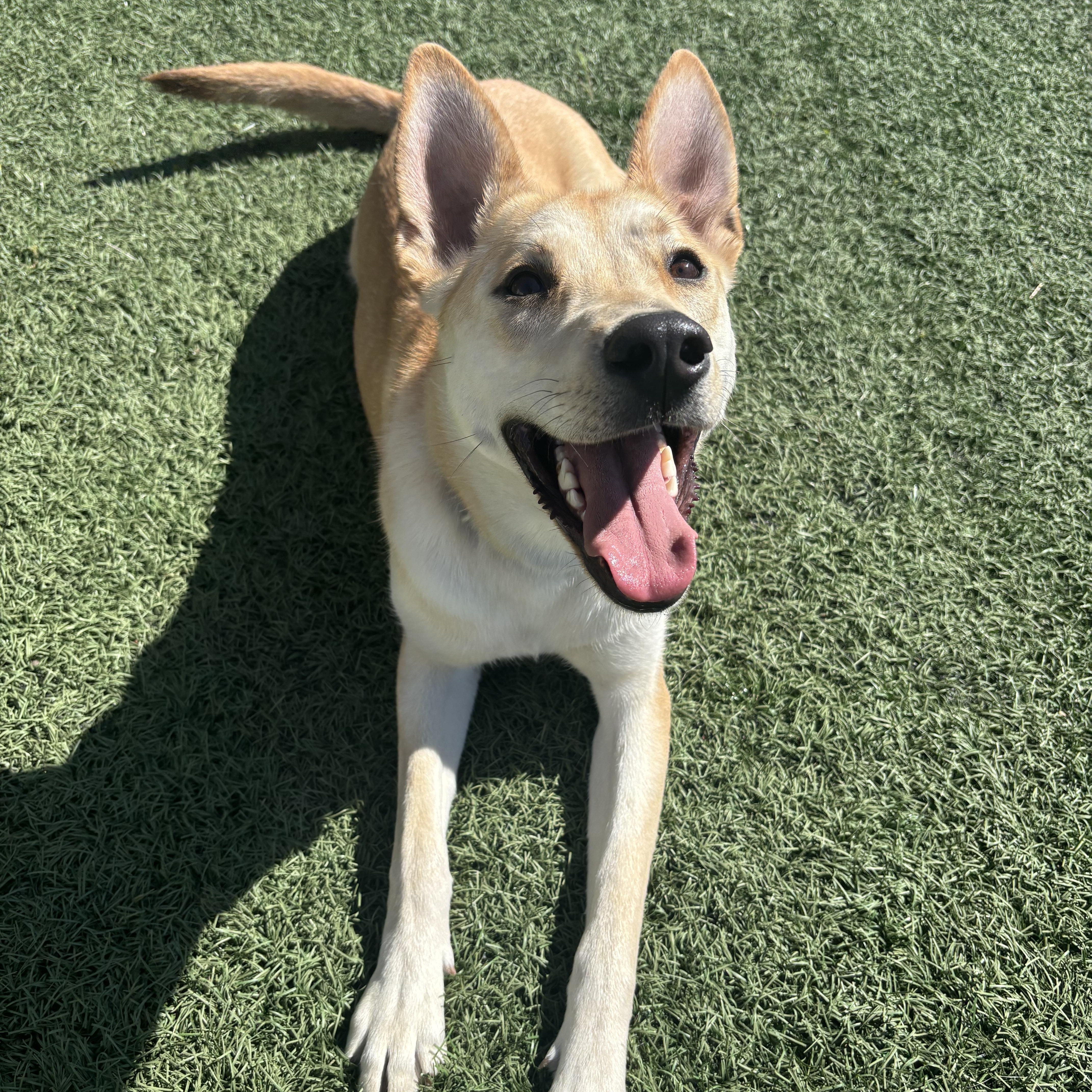 Dixie, Adoptable, Young Female Labrador Retriever & Shepherd.