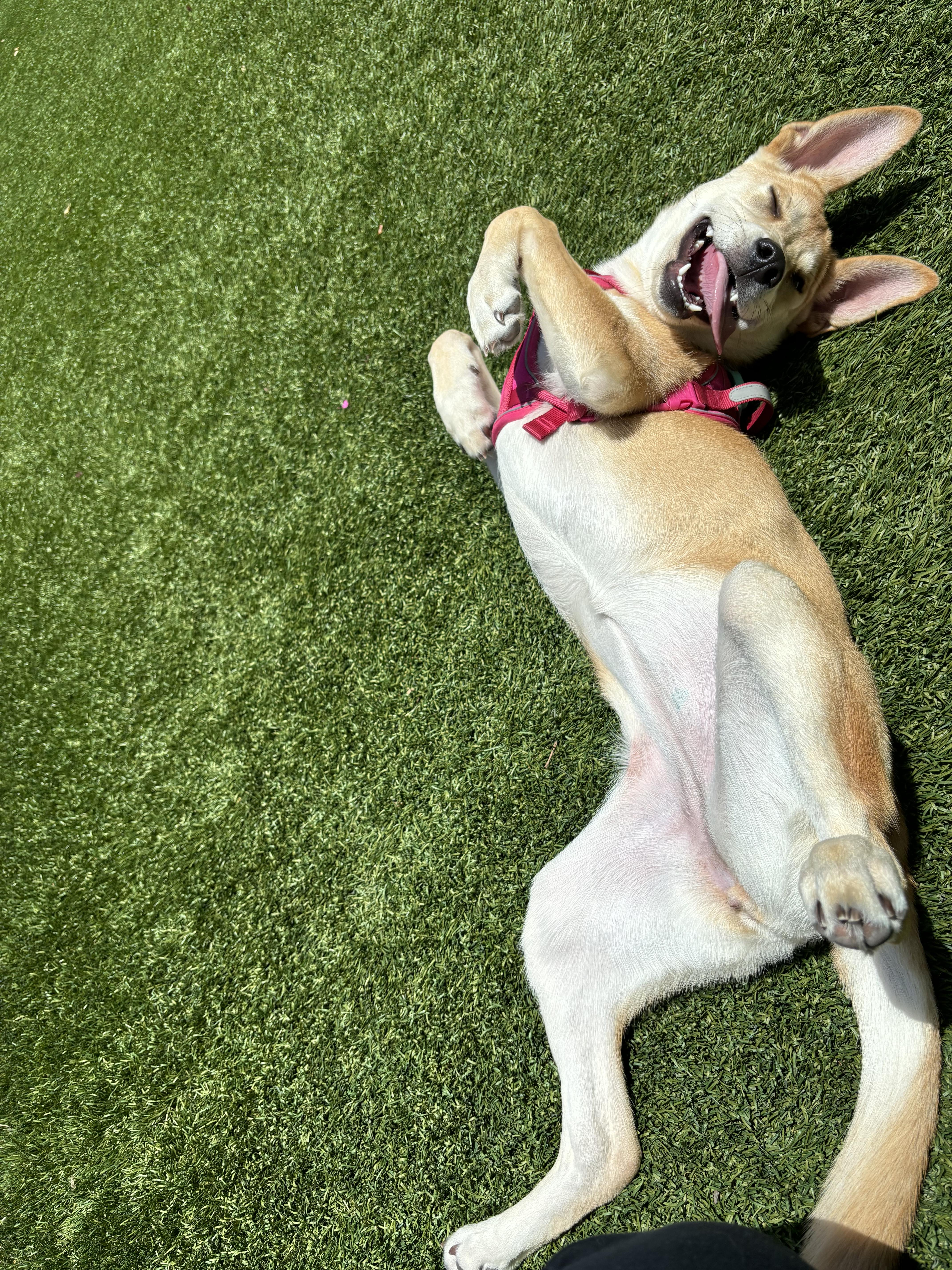 Dixie, a Adoptable mixed breed in Carlsbad, CA image 2/3