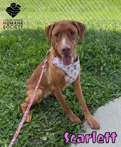 Scarlett, Adoptable, Adult Female Vizsla & Mixed Breed.