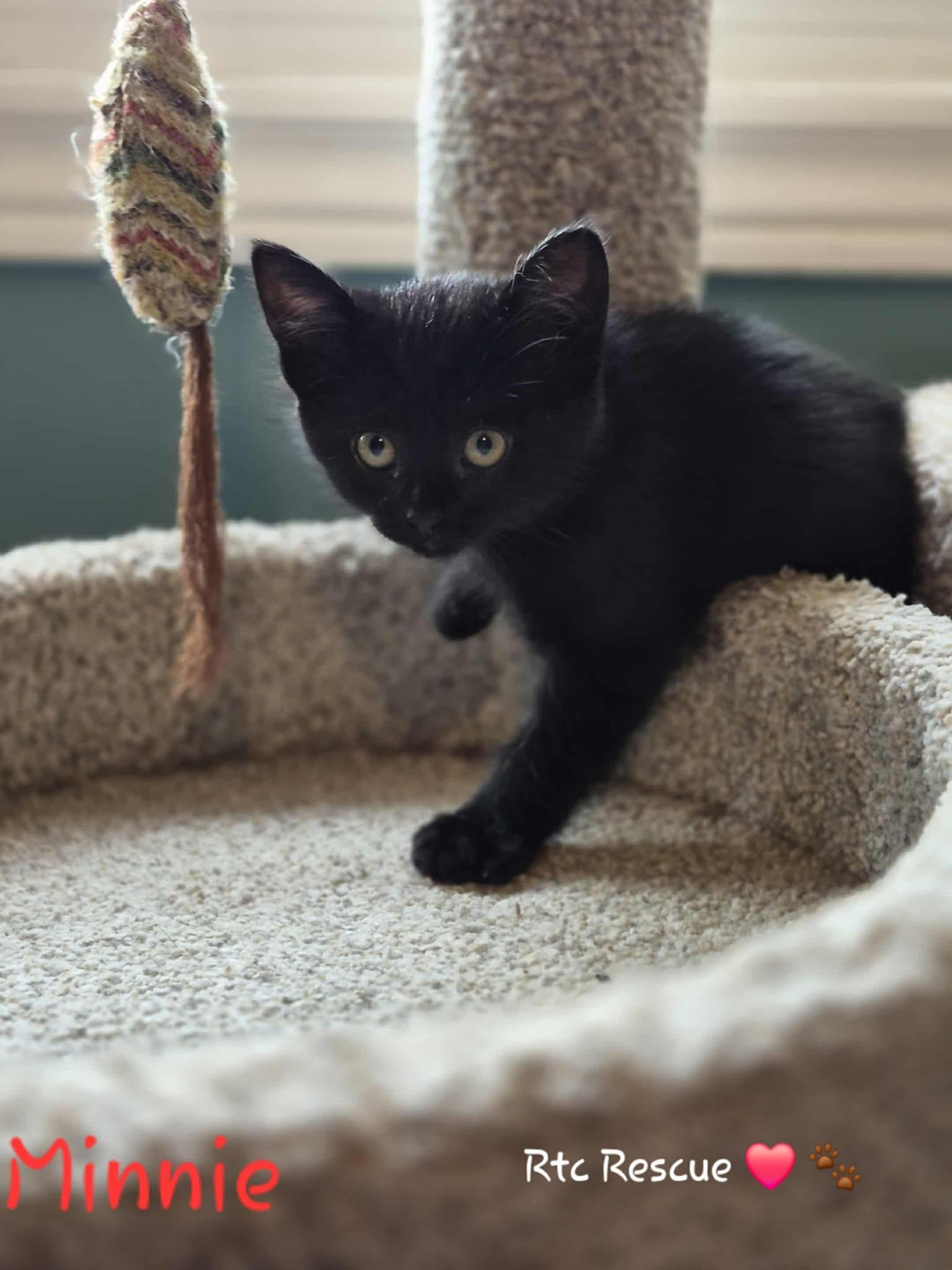 Enlarge Minnie, a ADOPTABLE Domestic Short Hair in Shakespeare, ON image 5/6