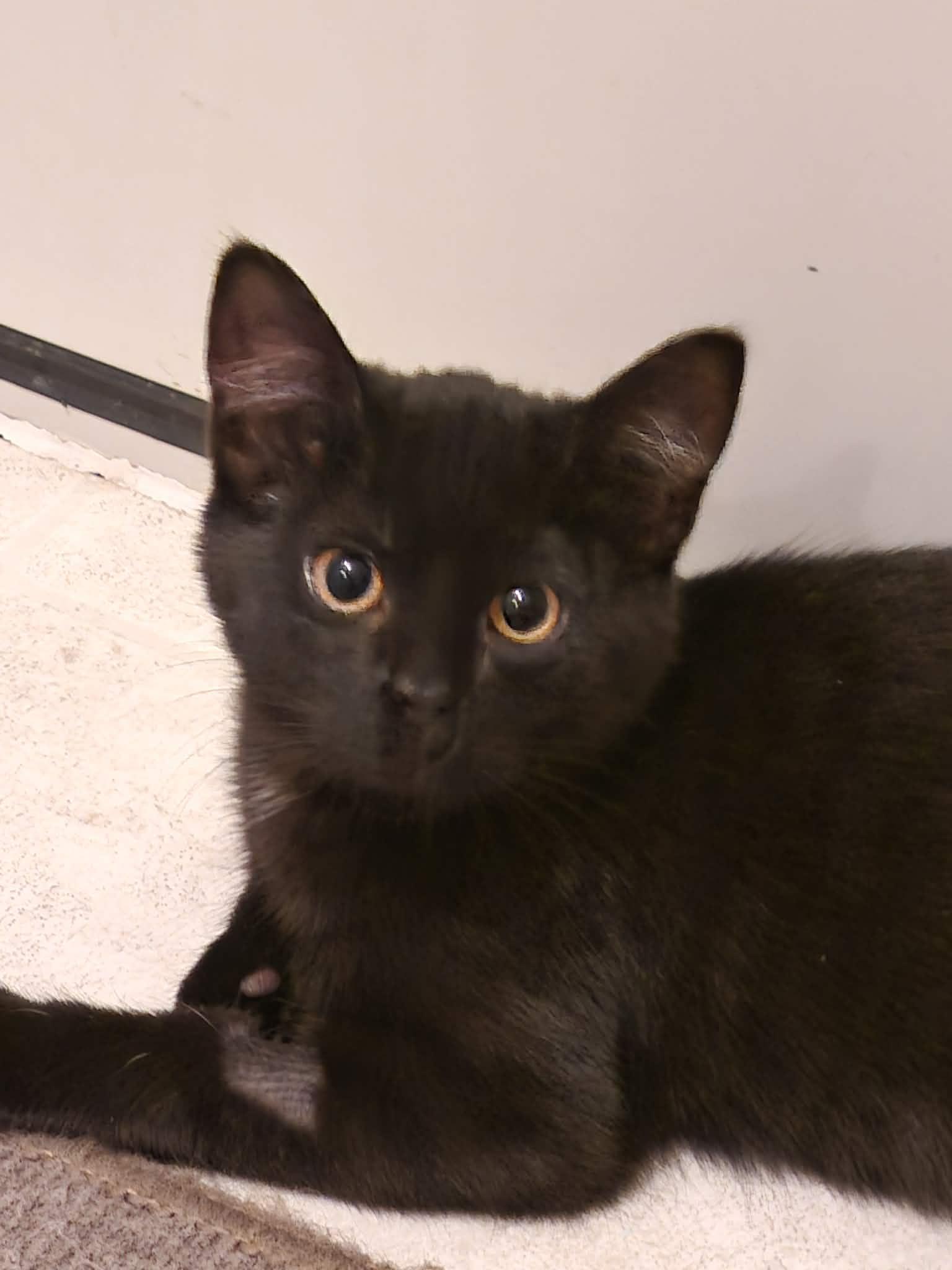 Enlarge Minnie, a ADOPTABLE Domestic Short Hair in Shakespeare, ON image 1/6