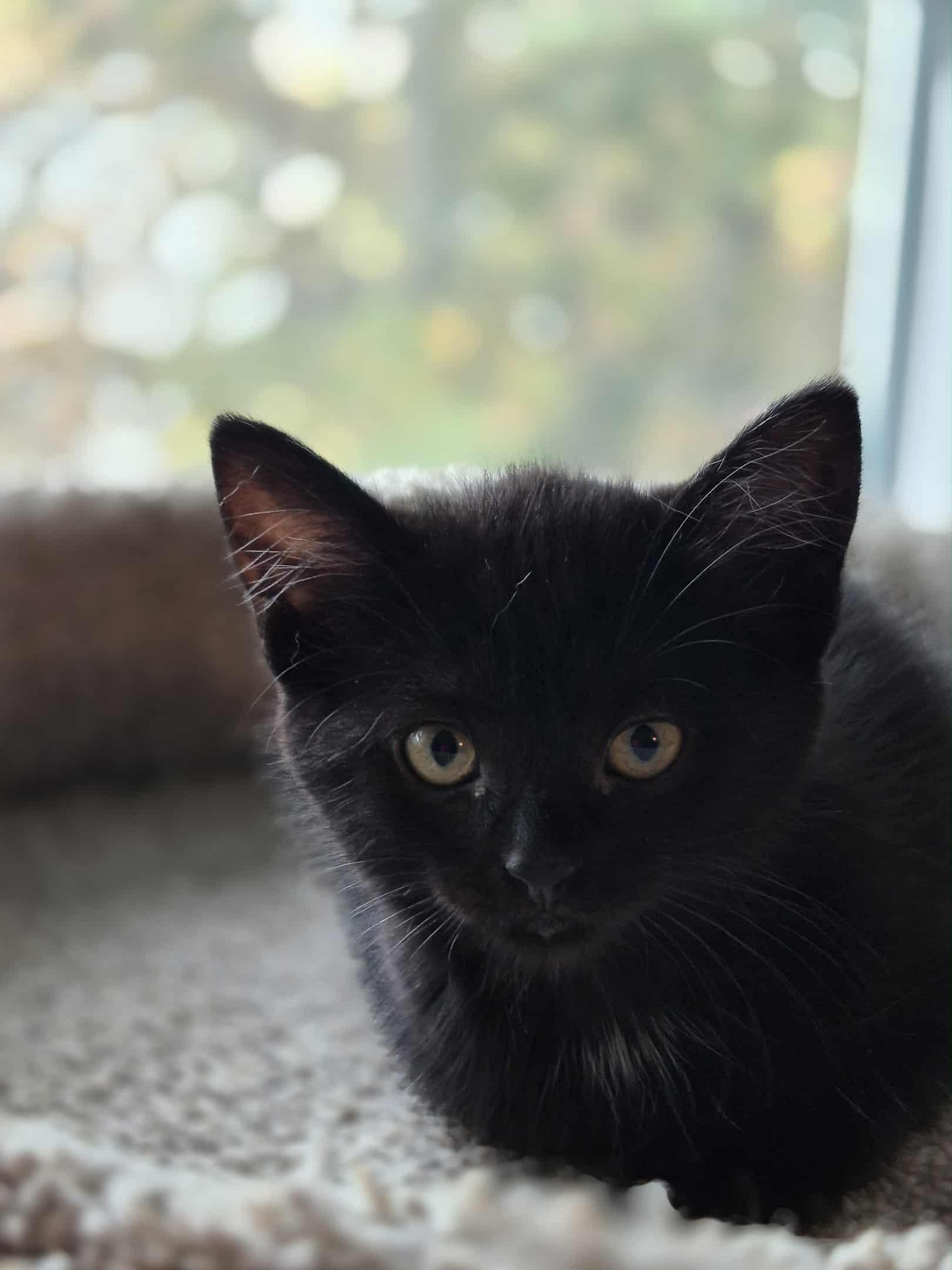 Enlarge Minnie, a ADOPTABLE Domestic Short Hair in Shakespeare, ON image 6/6