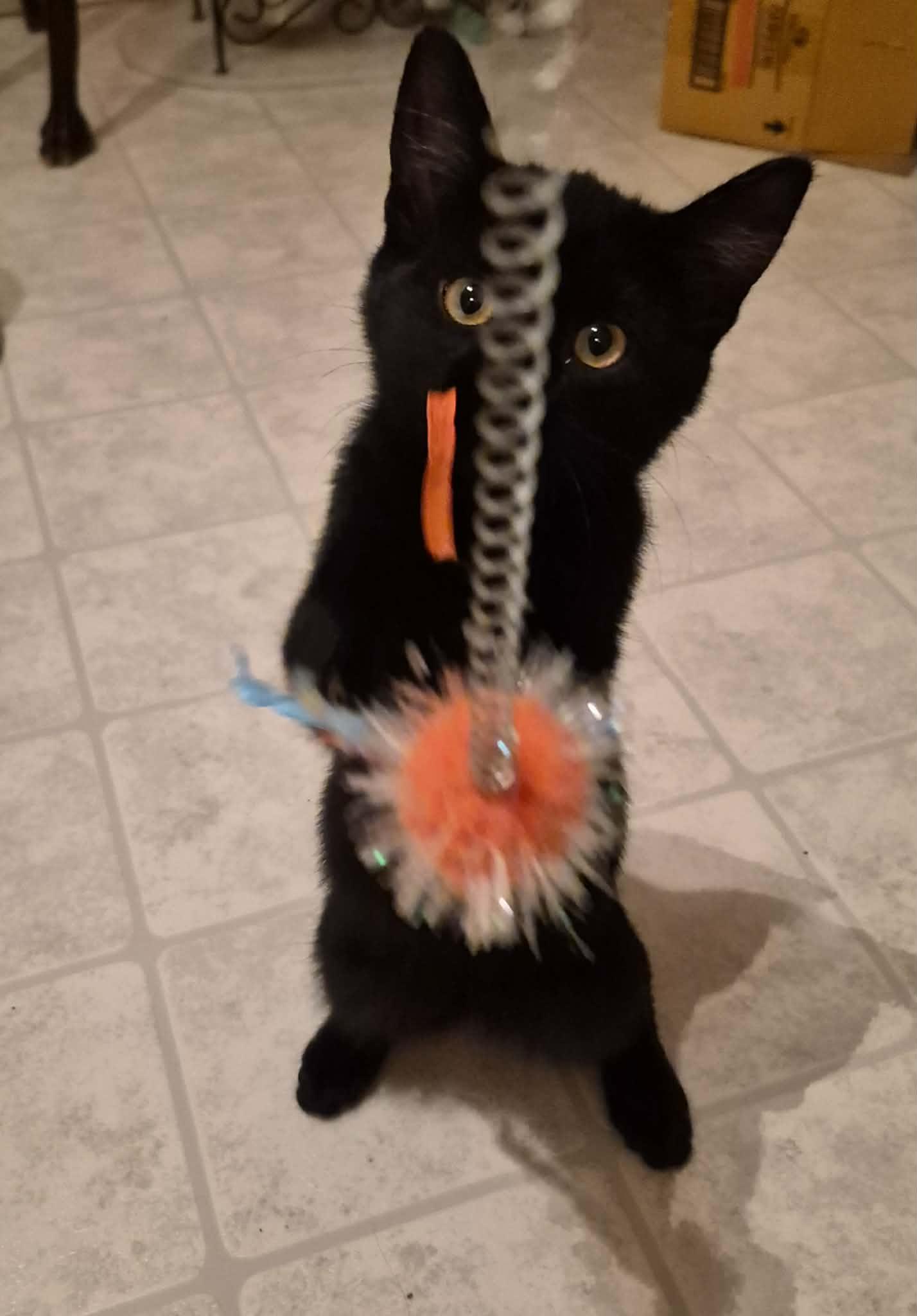 Enlarge Minnie, a ADOPTABLE Domestic Short Hair in Shakespeare, ON image 3/6