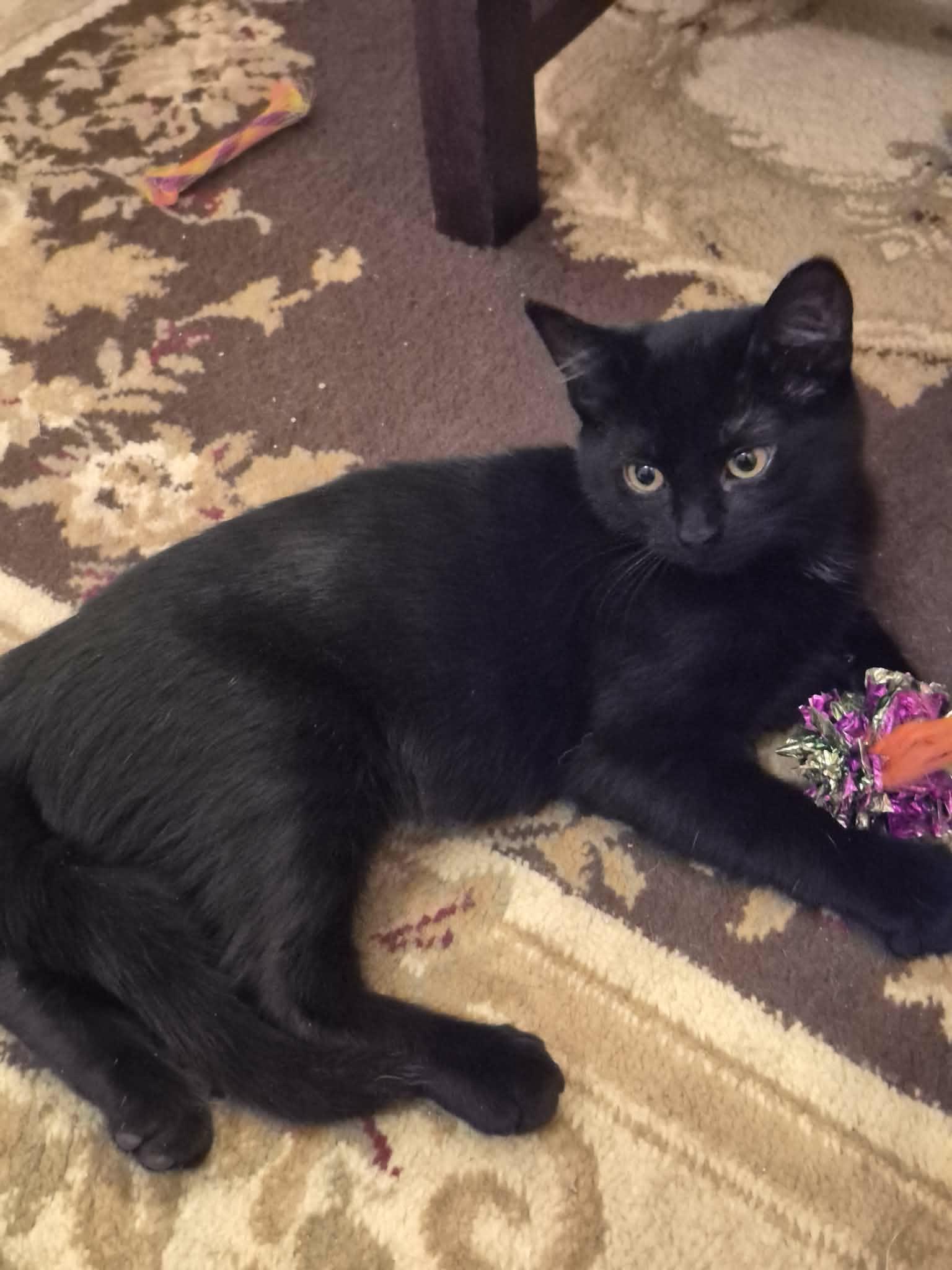 Enlarge Minnie, a ADOPTABLE Domestic Short Hair in Shakespeare, ON image 4/6