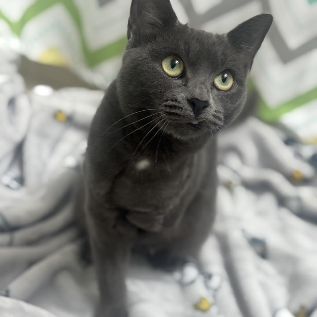 Selena, Adoptable, Young Female Domestic Short Hair.