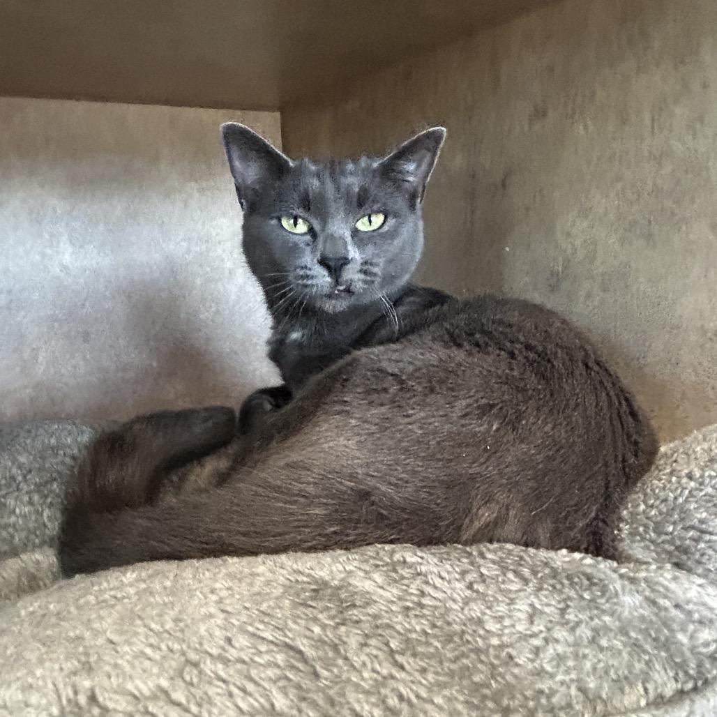 Selena, a Adoptable Domestic Short Hair in Port Richey, FL image 2/5