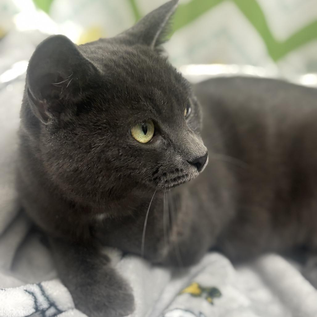 Selena, a Adoptable Domestic Short Hair in Port Richey, FL image 4/5