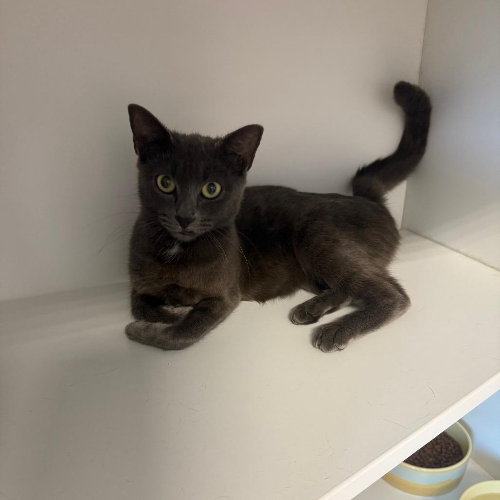 Selena, a Adoptable Domestic Short Hair in Port Richey, FL image 5/5