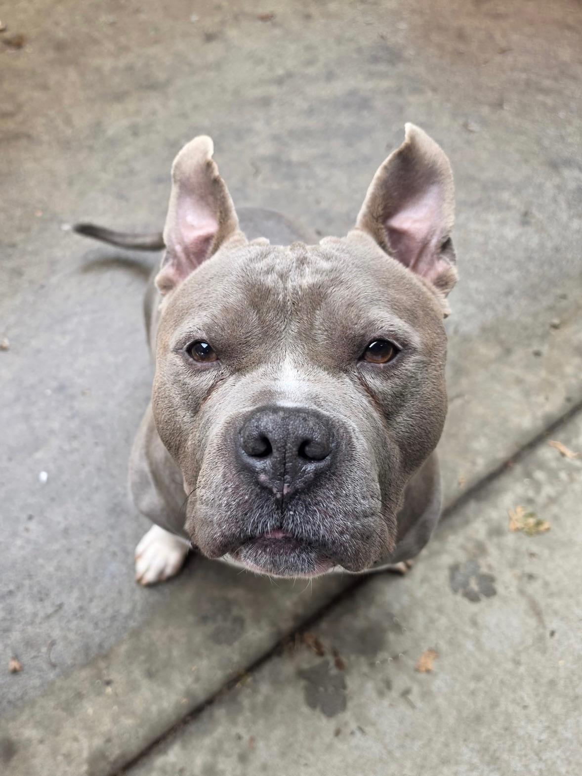 Enlarge Bluey, a Adoptable mixed breed in Larchmont, NY image 3/5
